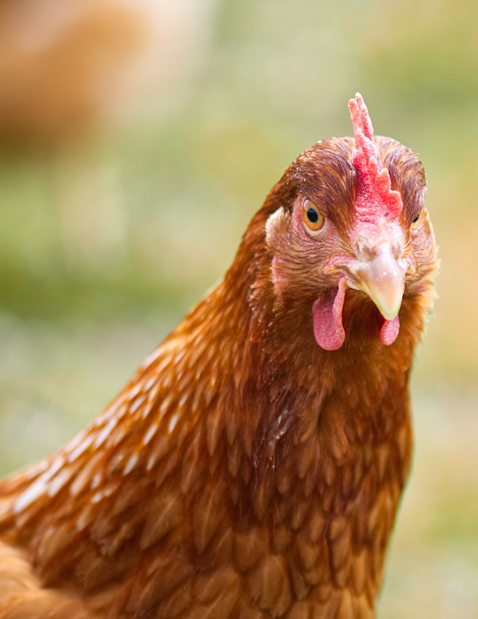 Nikon D7200 sample photo. Portrait, chicken, poultry photography