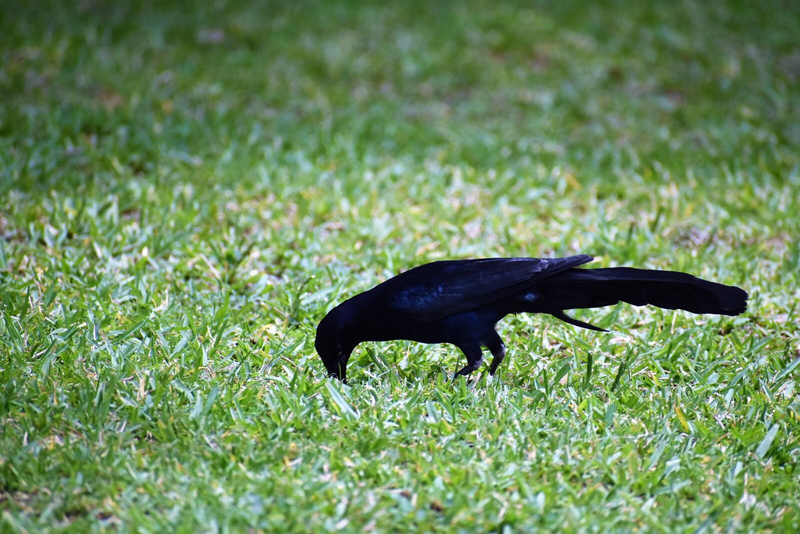 Nikon D3500 sample photo. Raven, bird, black photography