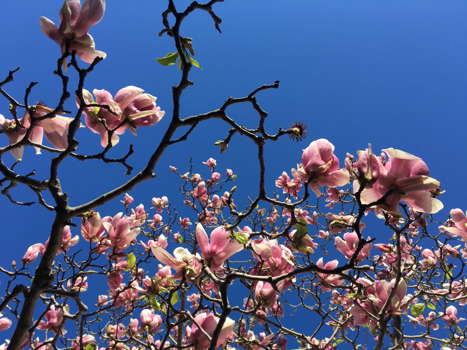 Apple iPhone 6s Plus sample photo. Magnolia, plant, tree photography
