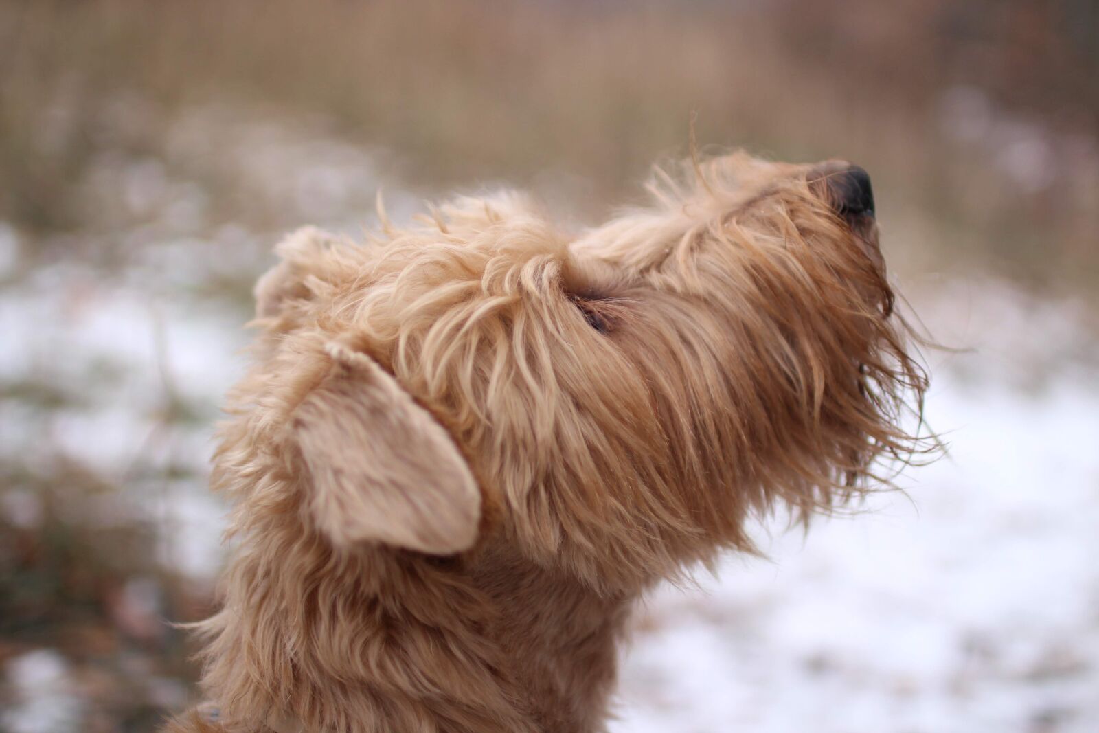 Canon EOS 650D (EOS Rebel T4i / EOS Kiss X6i) sample photo. Dog, winter, pet photography
