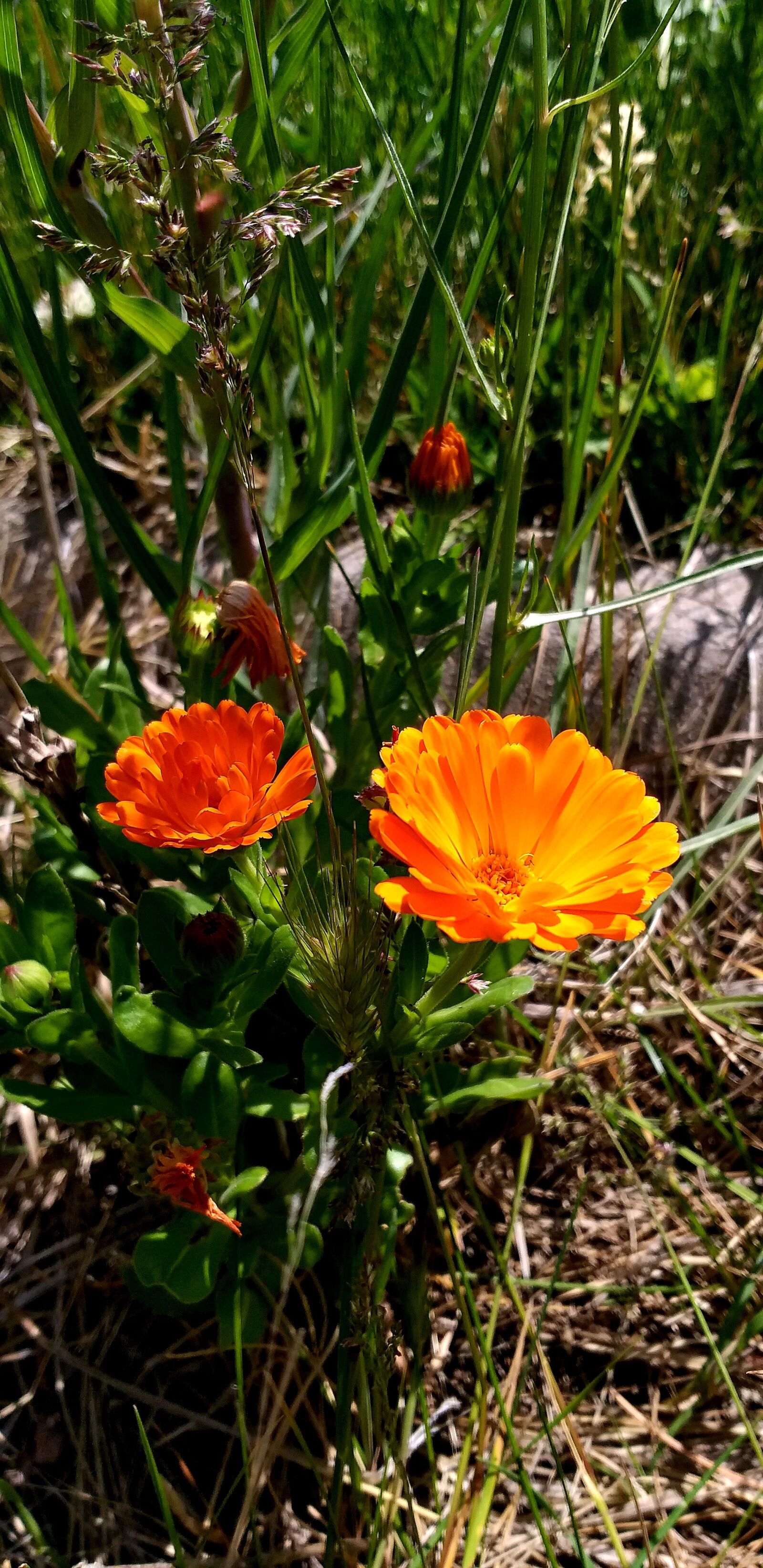 Samsung Galaxy J8 sample photo. Flower, nature, spring photography