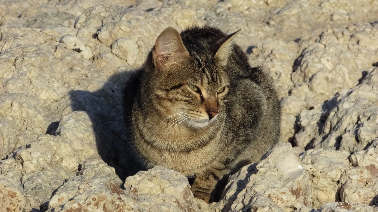 Canon PowerShot SX400 IS sample photo. Cat, stray, beach photography