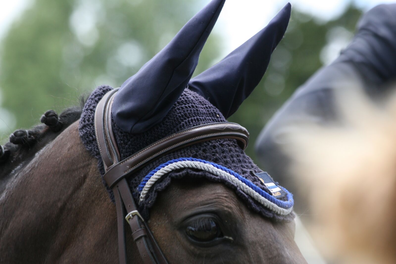 Canon EOS 30D sample photo. Horse, showjumping, horses photography
