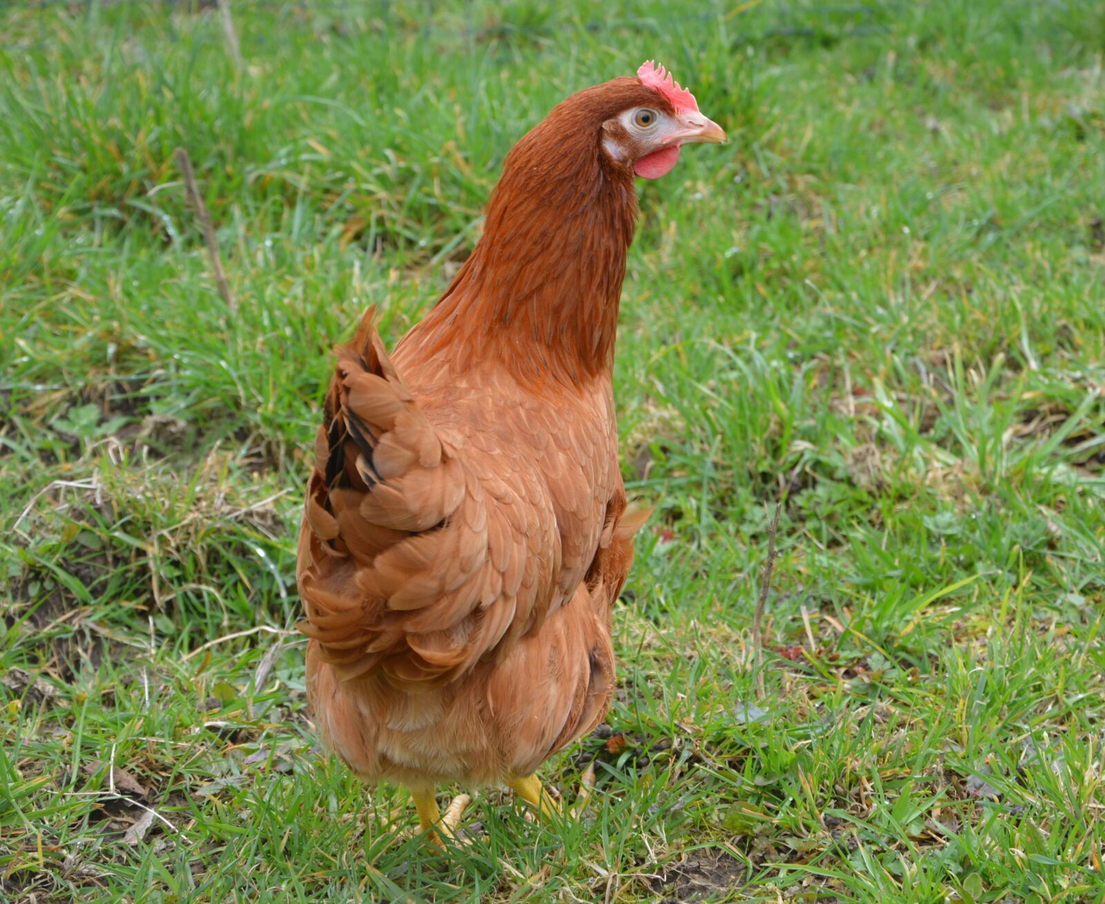 Nikon D5200 sample photo. Hen, red hen, laying photography