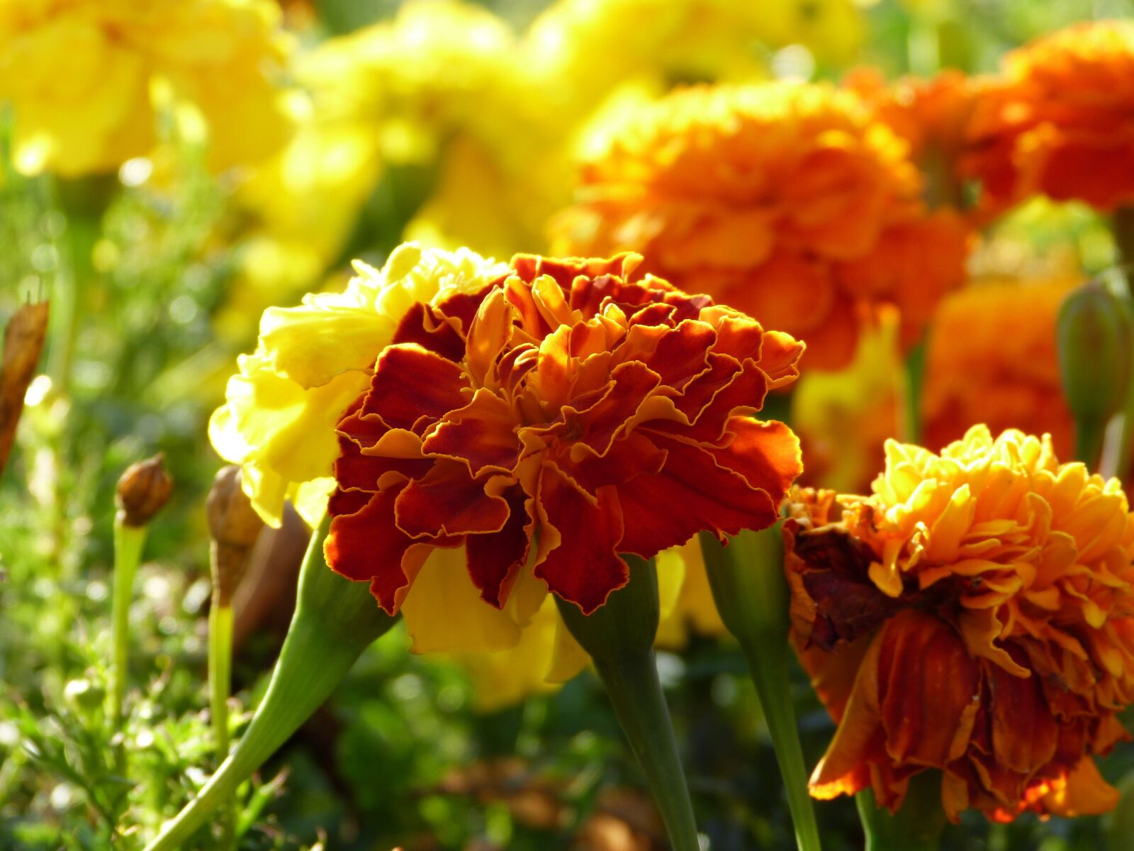 Panasonic Lumix DMC-FZ150 sample photo. Marigold, flowers, orange photography