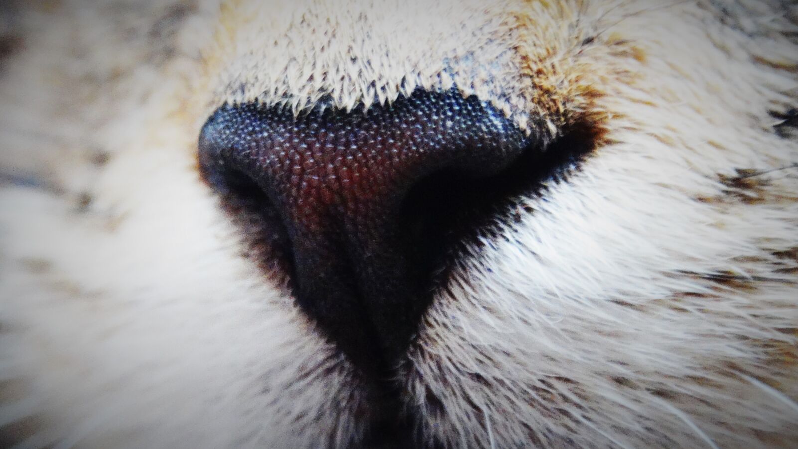 Sony DSC-HX300 sample photo. Cat, nose, mammal photography