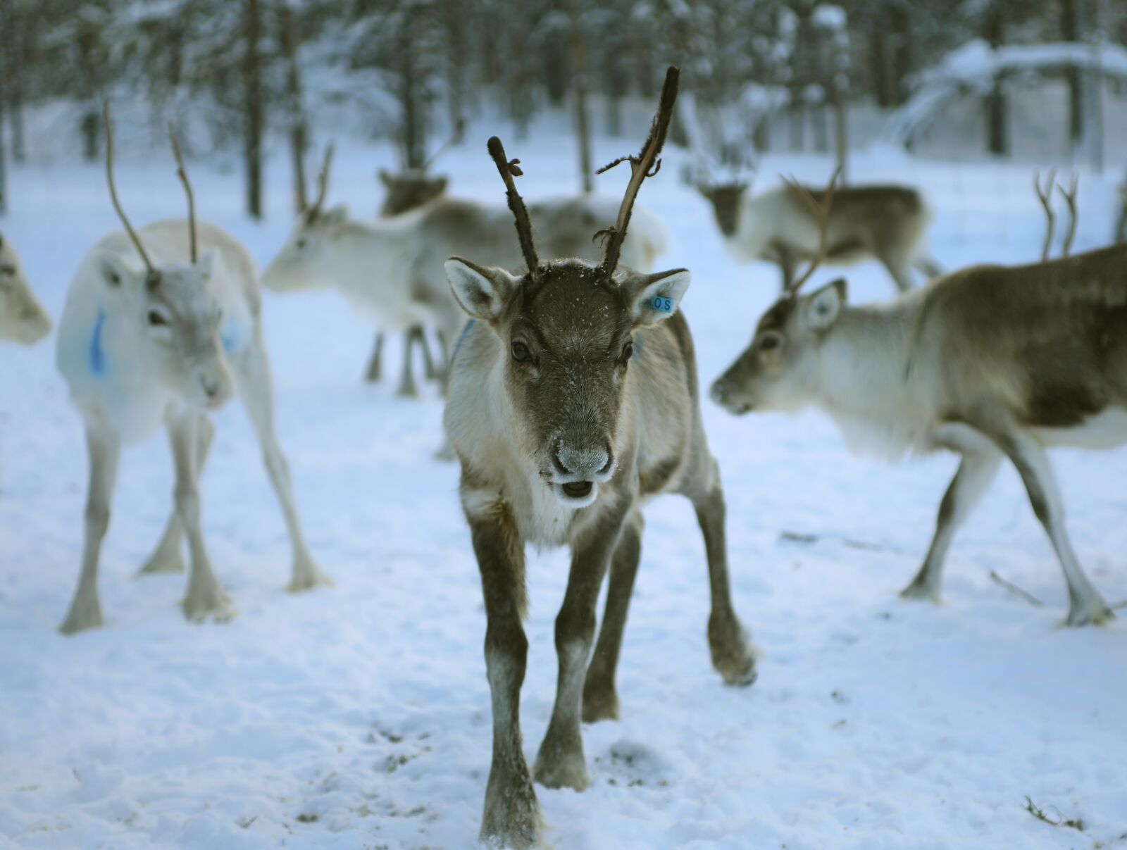Canon EOS 5D Mark IV sample photo. Reindeer, lapland, finland photography