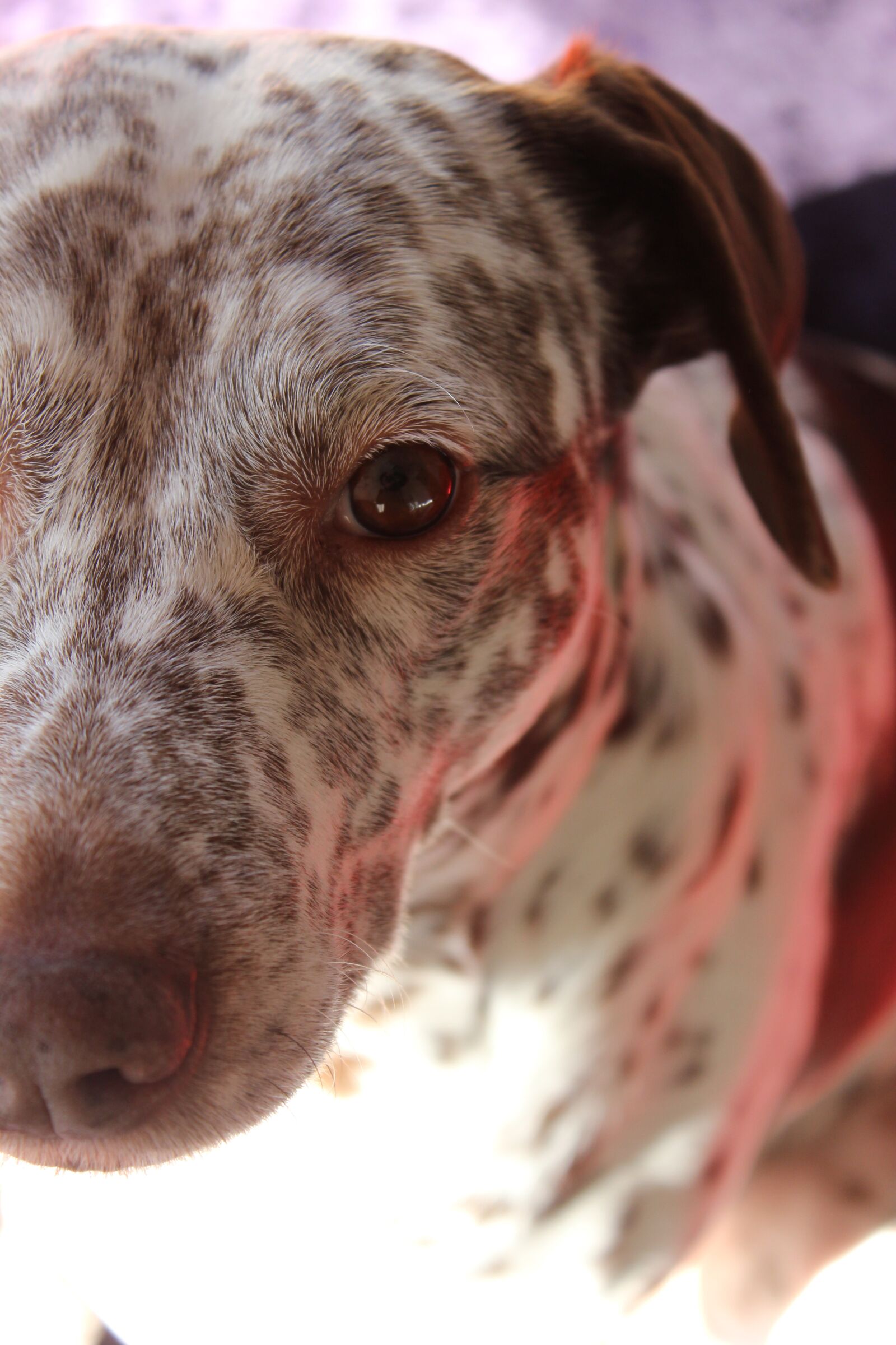 Canon EOS 550D (EOS Rebel T2i / EOS Kiss X4) sample photo. Dalmatian, dog, animal photography