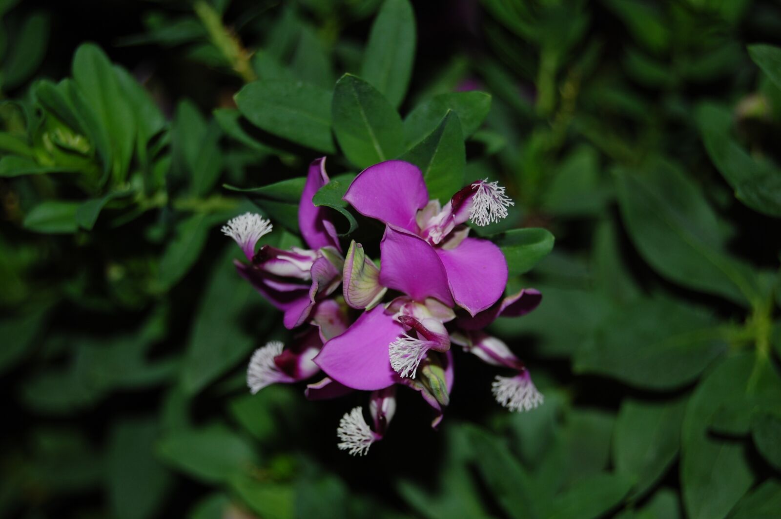 Nikon D40 sample photo. Flower, violet, white photography