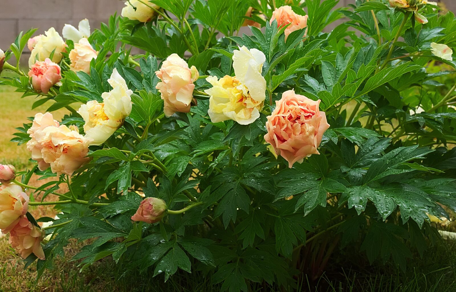 Nikon D7200 sample photo. Peony, pink, blossom photography