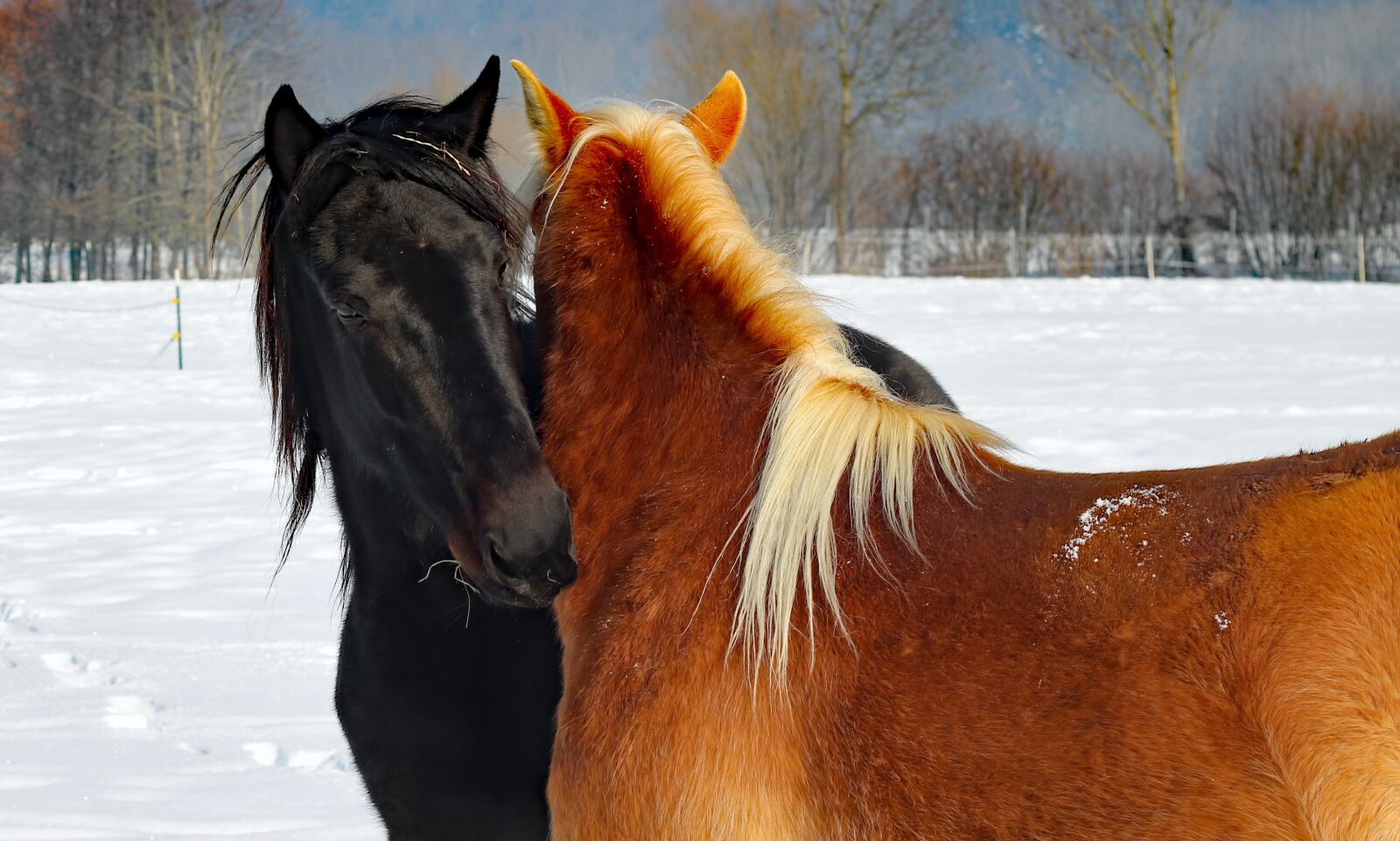Canon EOS 760D (EOS Rebel T6s / EOS 8000D) sample photo. Horses, love, horse head photography