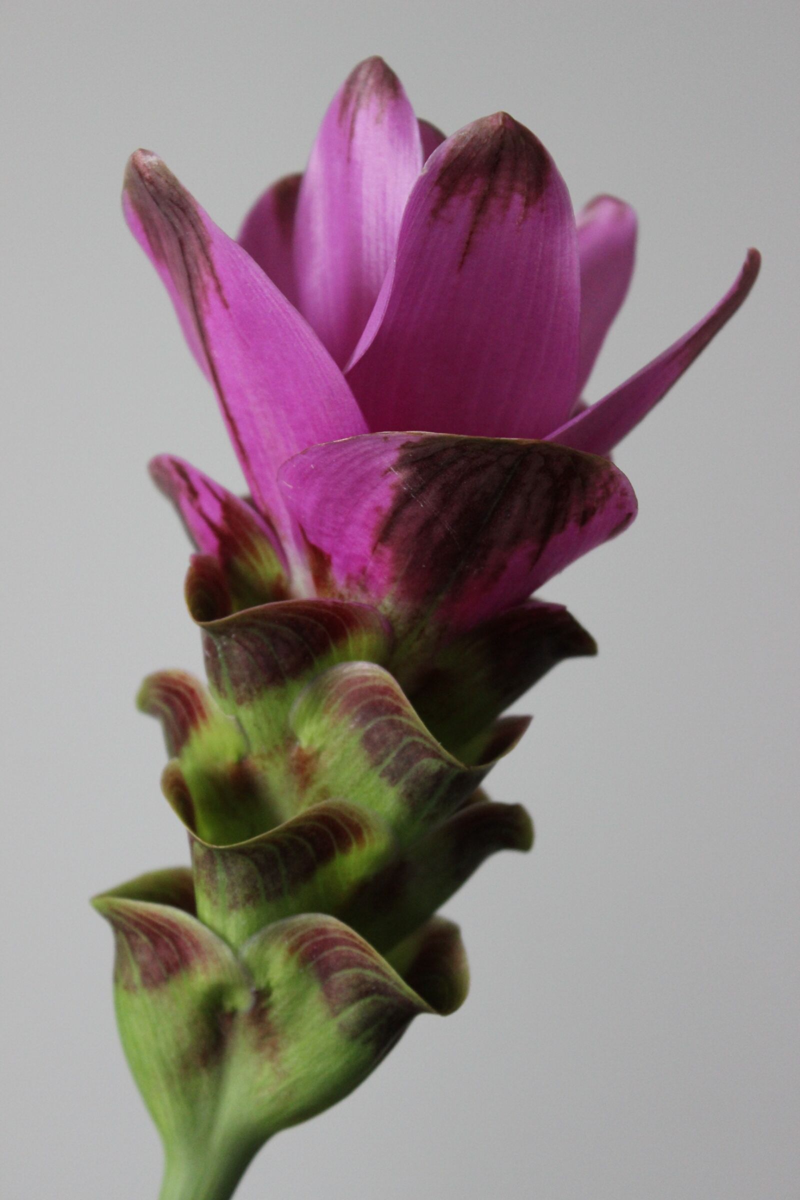 Canon EOS 600D (Rebel EOS T3i / EOS Kiss X5) sample photo. Flower, pink, close up photography