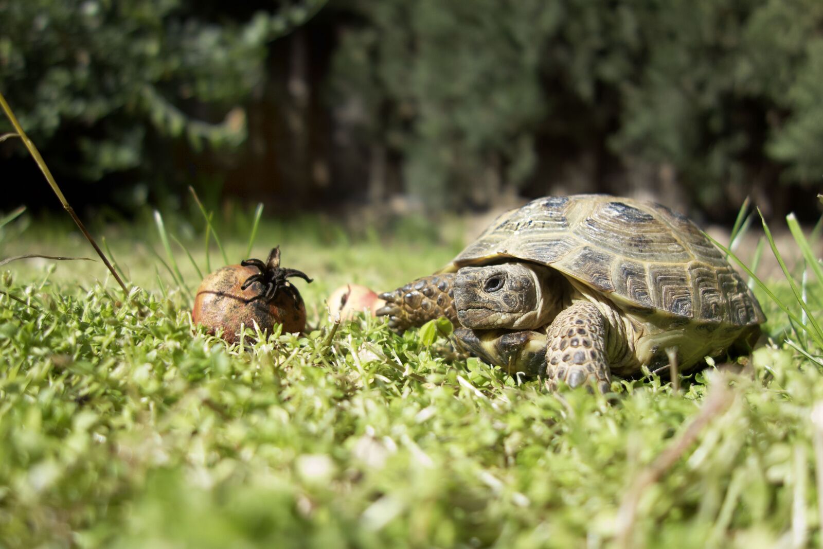Sony Cyber-shot DSC-RX100 sample photo. Turtle, grass, animals photography