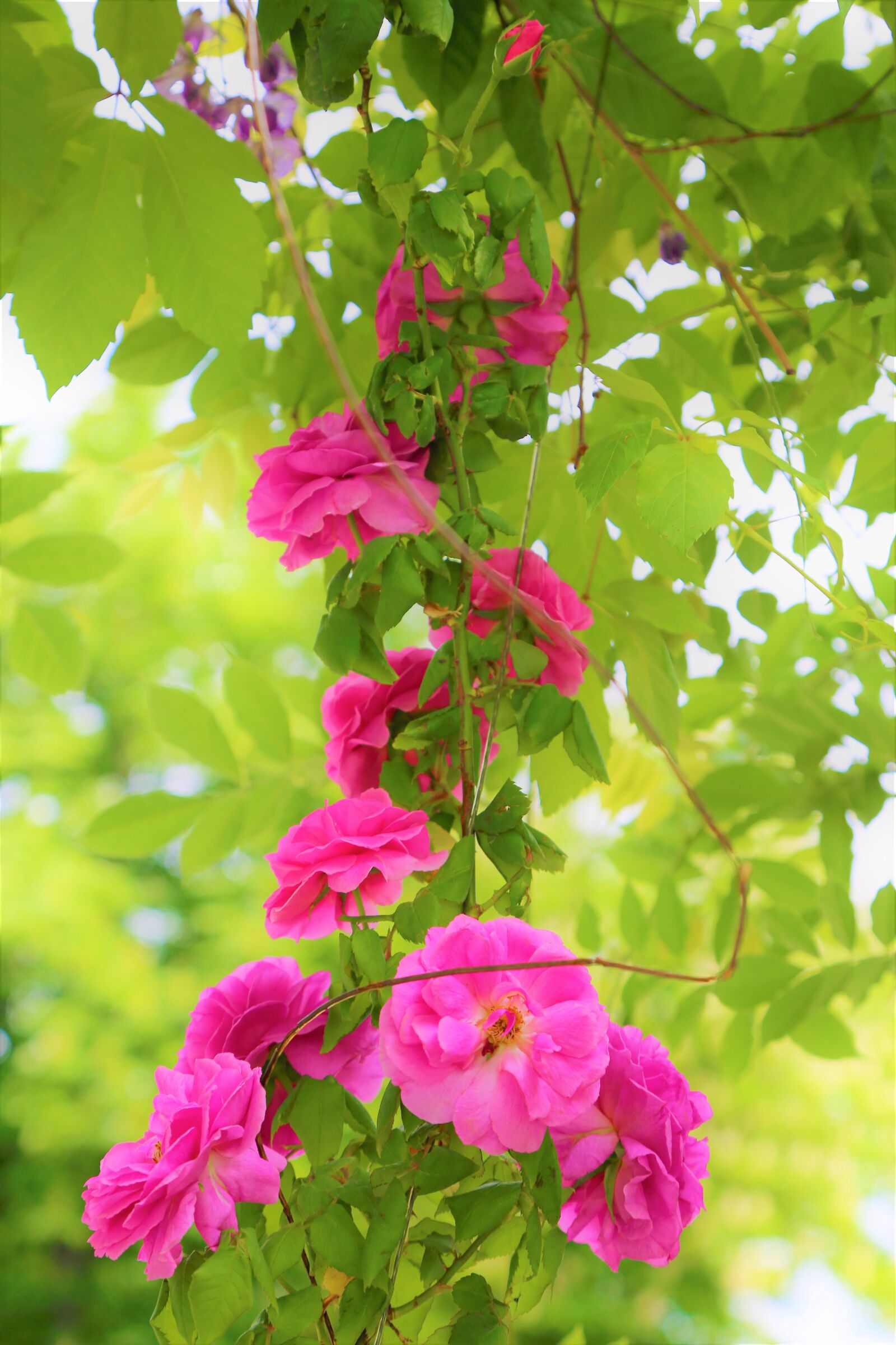 Canon EOS 5D Mark III sample photo. Rose, roses, nature photography