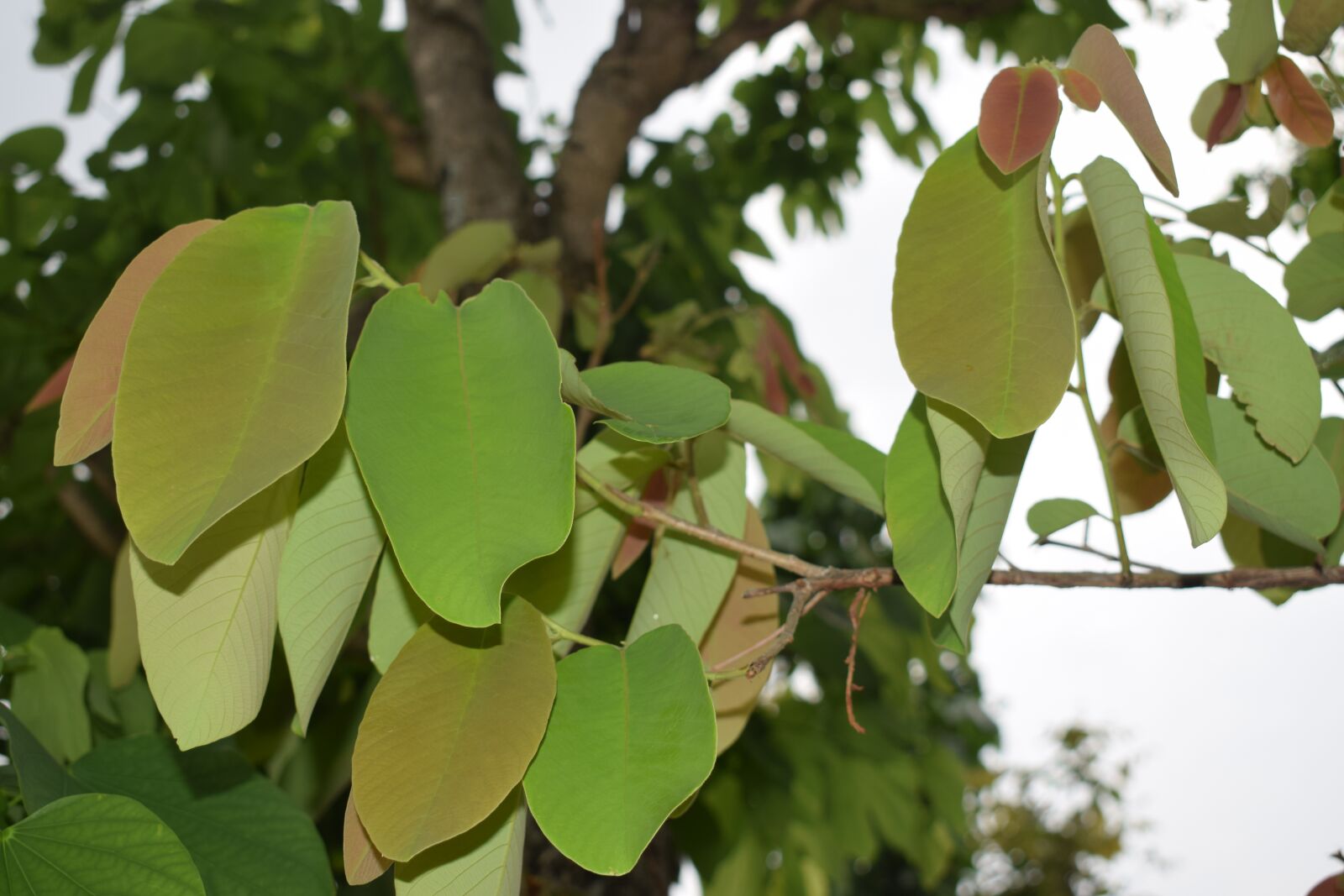 Nikon D5300 sample photo. Tree, leaf, forest photography