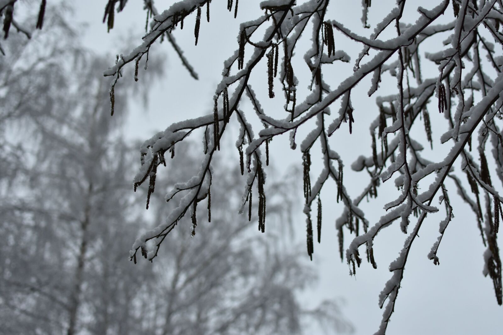 Nikon D7200 sample photo. Winter, spring, nature photography
