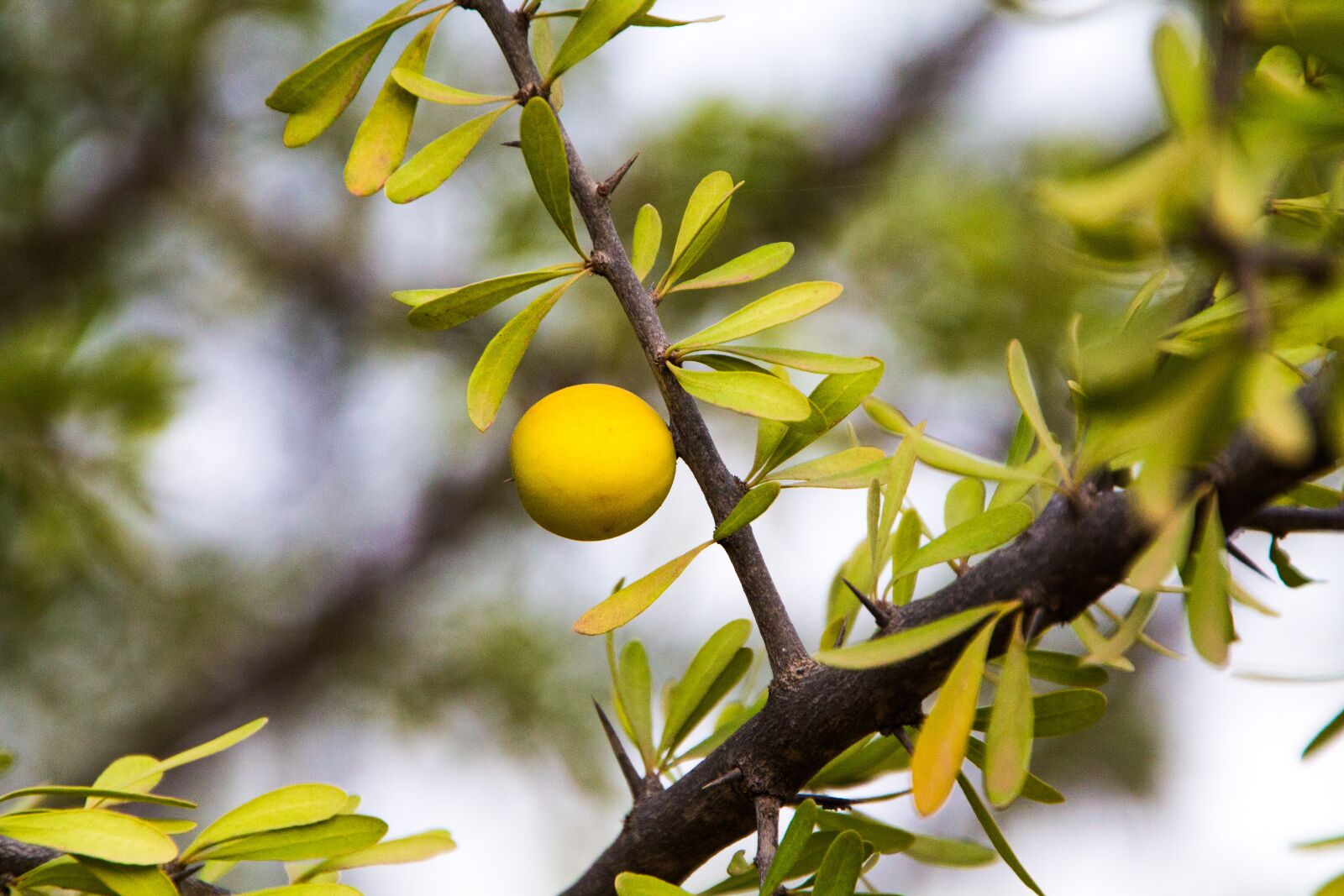 Canon EOS 1100D (EOS Rebel T3 / EOS Kiss X50) sample photo. Branch, tree, nature photography