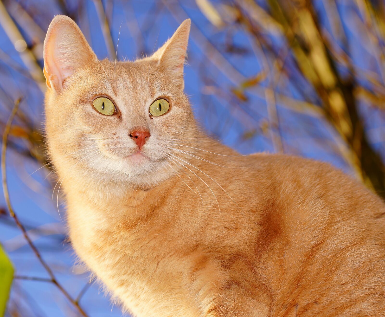 Sony a99 II sample photo. Cat, female, domestic cat photography