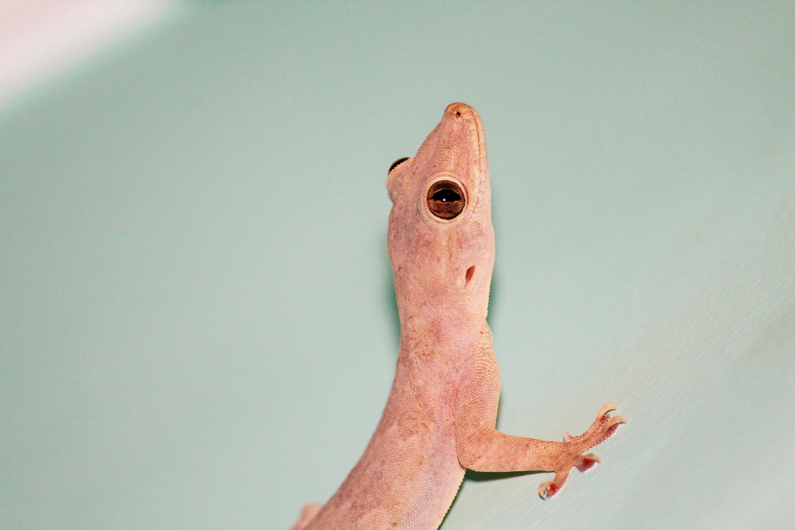 Canon EOS 1300D (EOS Rebel T6 / EOS Kiss X80) sample photo. Lizard, raptile, home photography