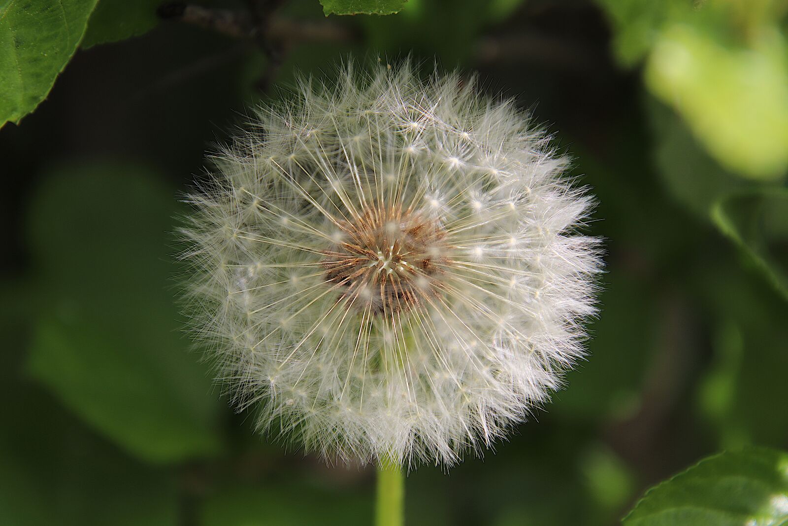 Canon EOS 800D (EOS Rebel T7i / EOS Kiss X9i) sample photo. Dandelion, seeds, close up photography
