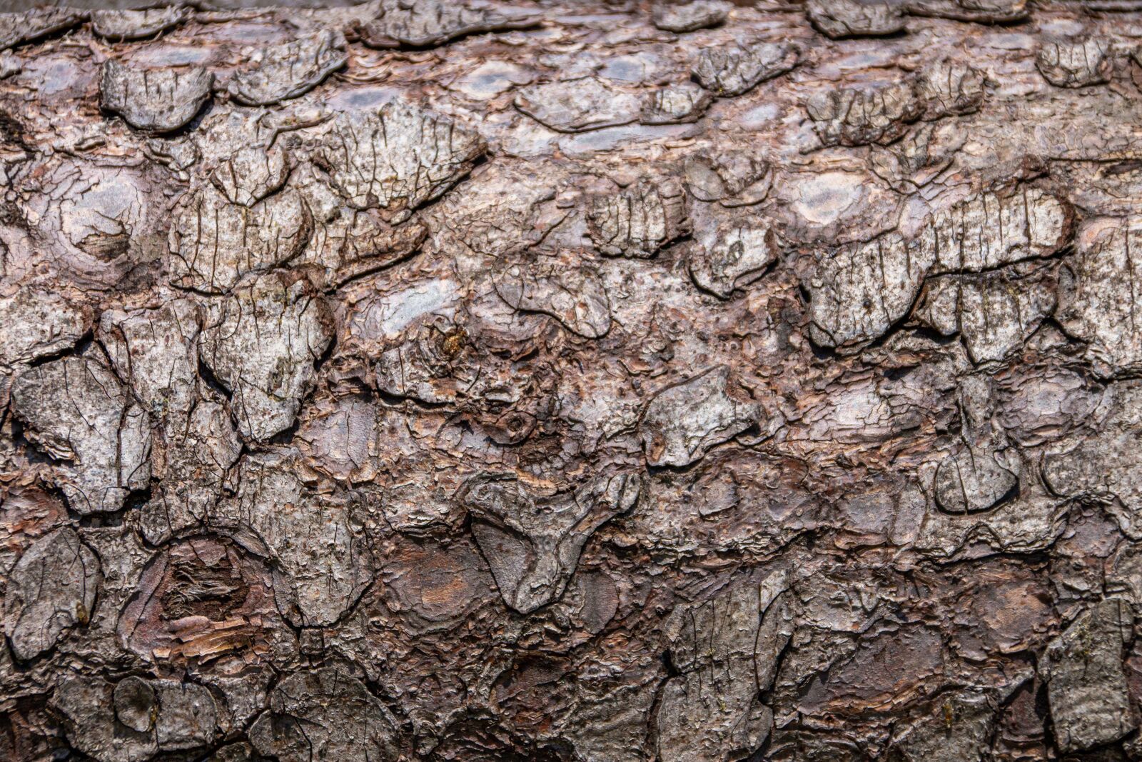 Canon EOS 650D (EOS Rebel T4i / EOS Kiss X6i) sample photo. Bark, dry, pattern photography