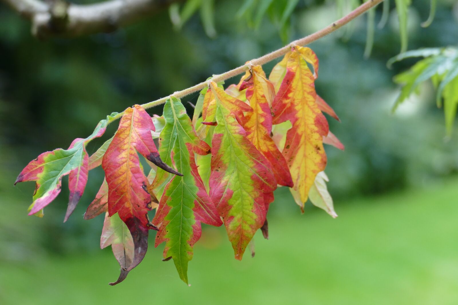 Panasonic Lumix DMC-FZ1000 sample photo. Autumn, leaves, nature photography