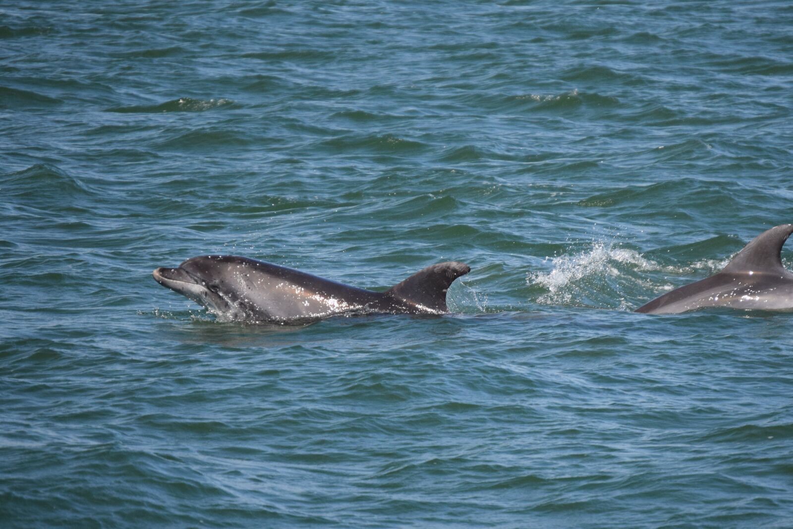 Nikon D3300 sample photo. Dolphins, sea, sims photography