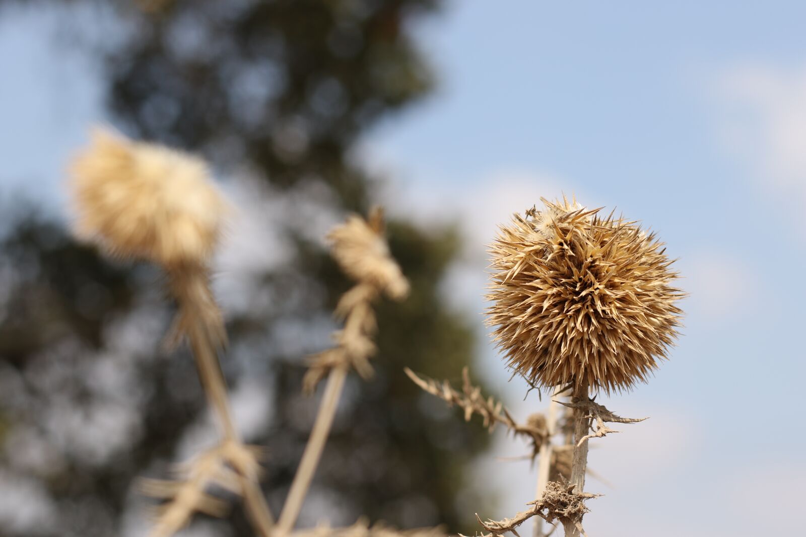 Canon EOS 7D Mark II sample photo. Thistle, sky, tree photography