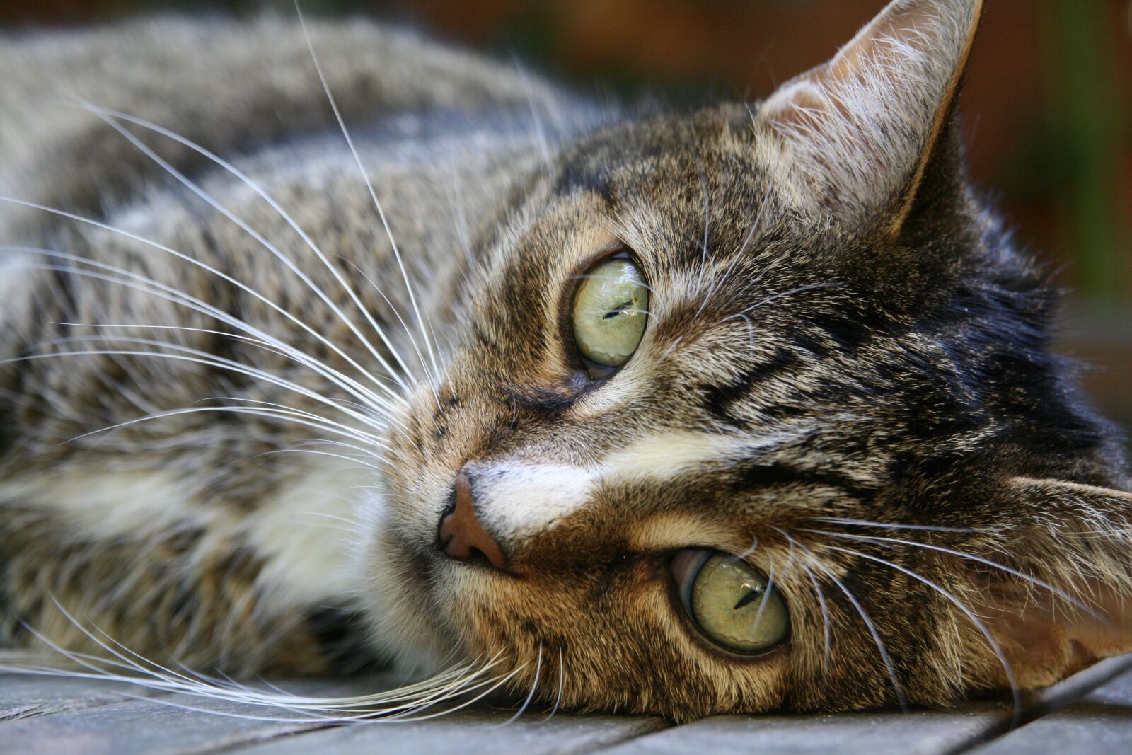 Canon EOS 400D (EOS Digital Rebel XTi / EOS Kiss Digital X) sample photo. Cat, cat's eyes, whiskers photography