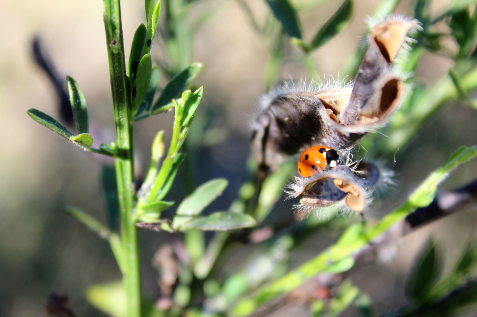 Canon EOS 1300D (EOS Rebel T6 / EOS Kiss X80) sample photo. Summer, lady bug, insect photography