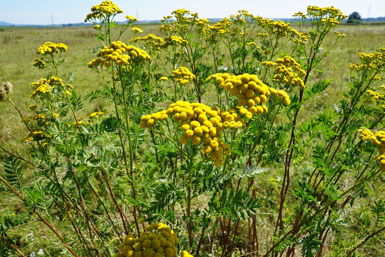 Sony DT 16-50mm F2.8 SSM sample photo. Tansy, medicinal plant, healthy photography