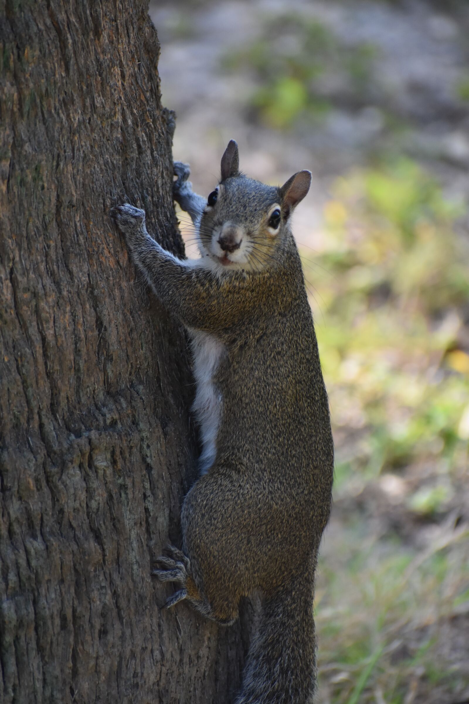 Nikon D3400 sample photo. Squirrel, nature, animal photography