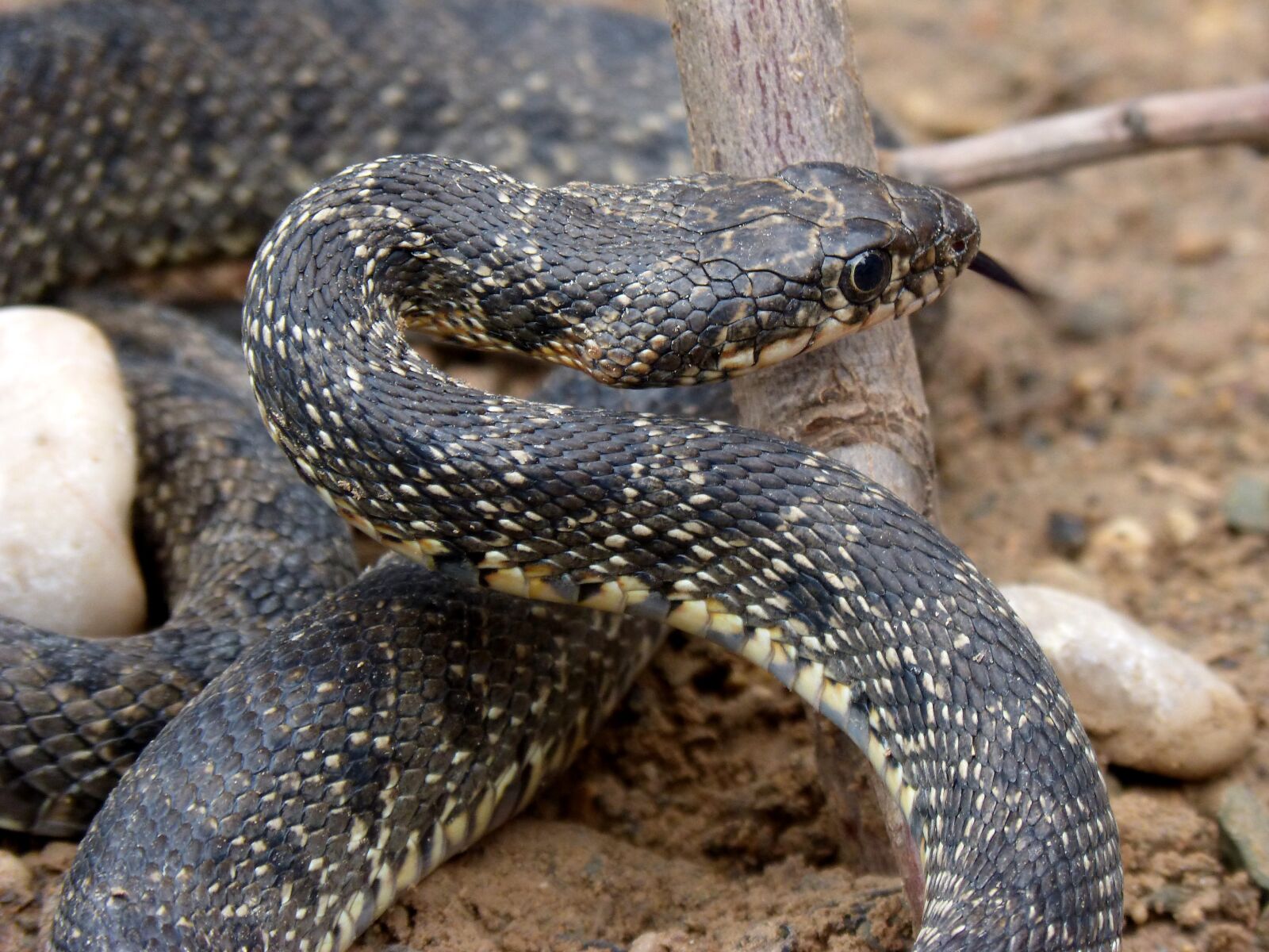 Panasonic DMC-FZ62 sample photo. Snake, threat, legua bifida photography
