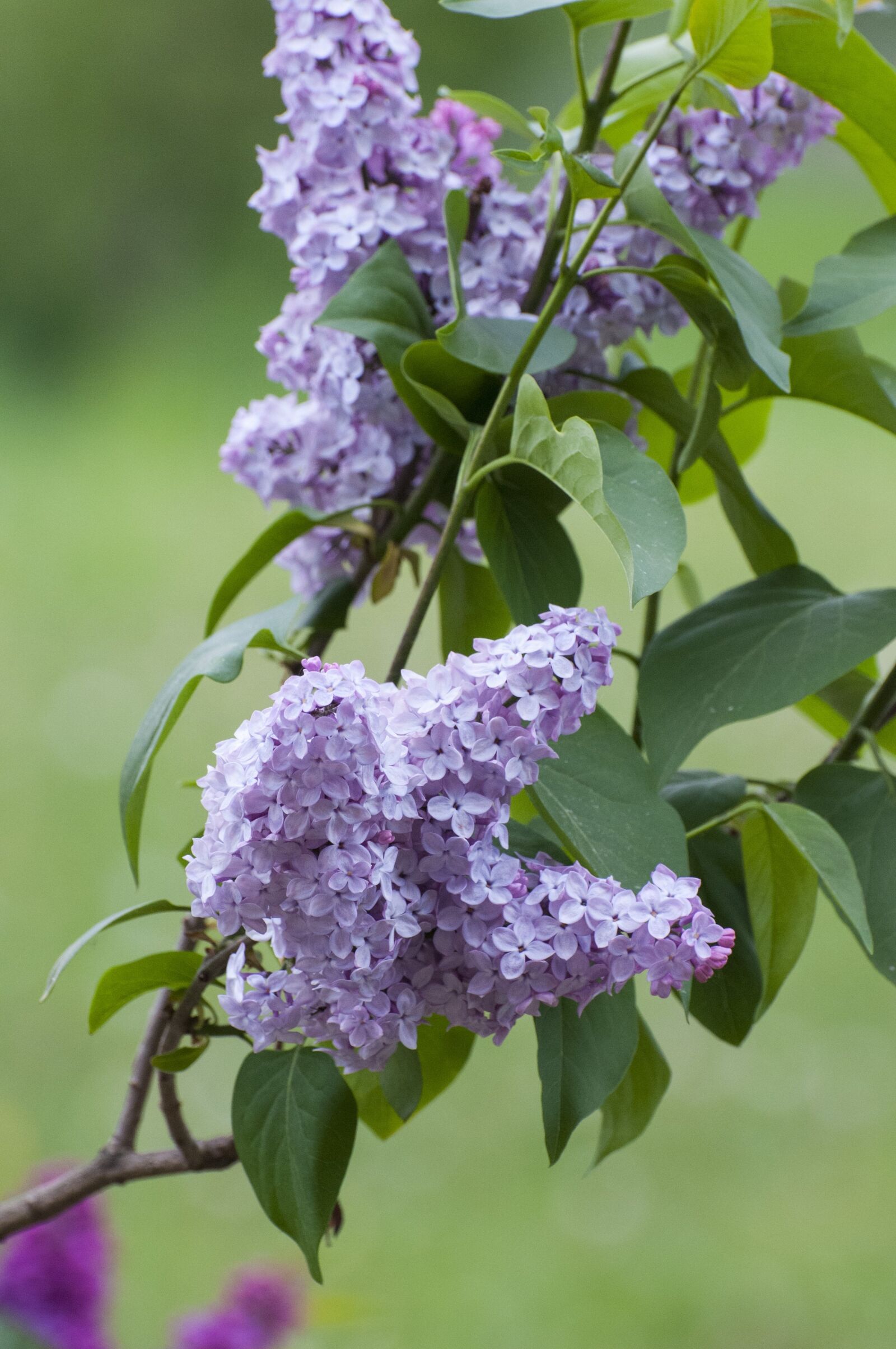 Nikon D300 sample photo. Lilac, flowers, nature photography