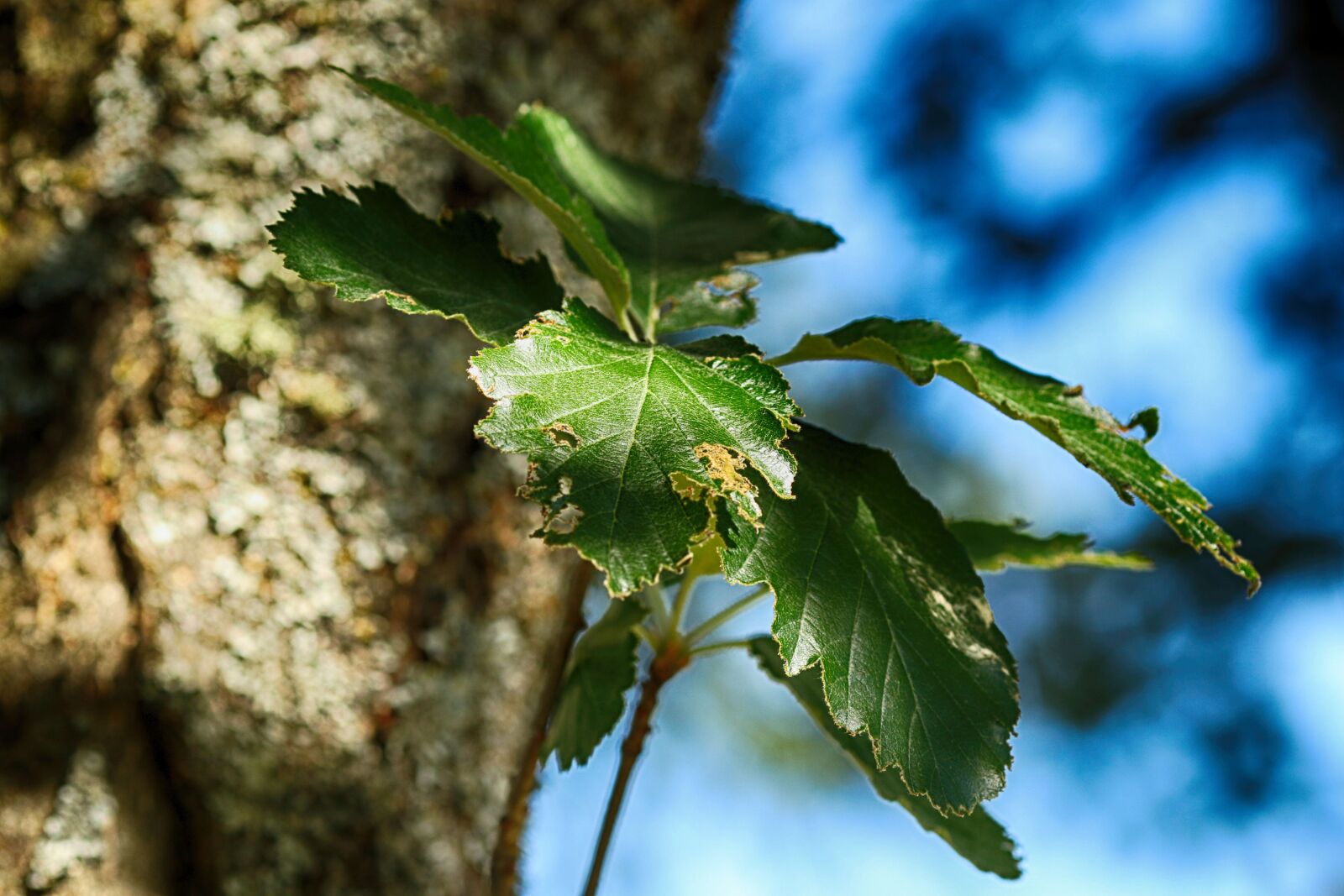 Canon EOS 7D Mark II + Canon EF 135mm F2L USM sample photo. Tree, sky, leaf photography