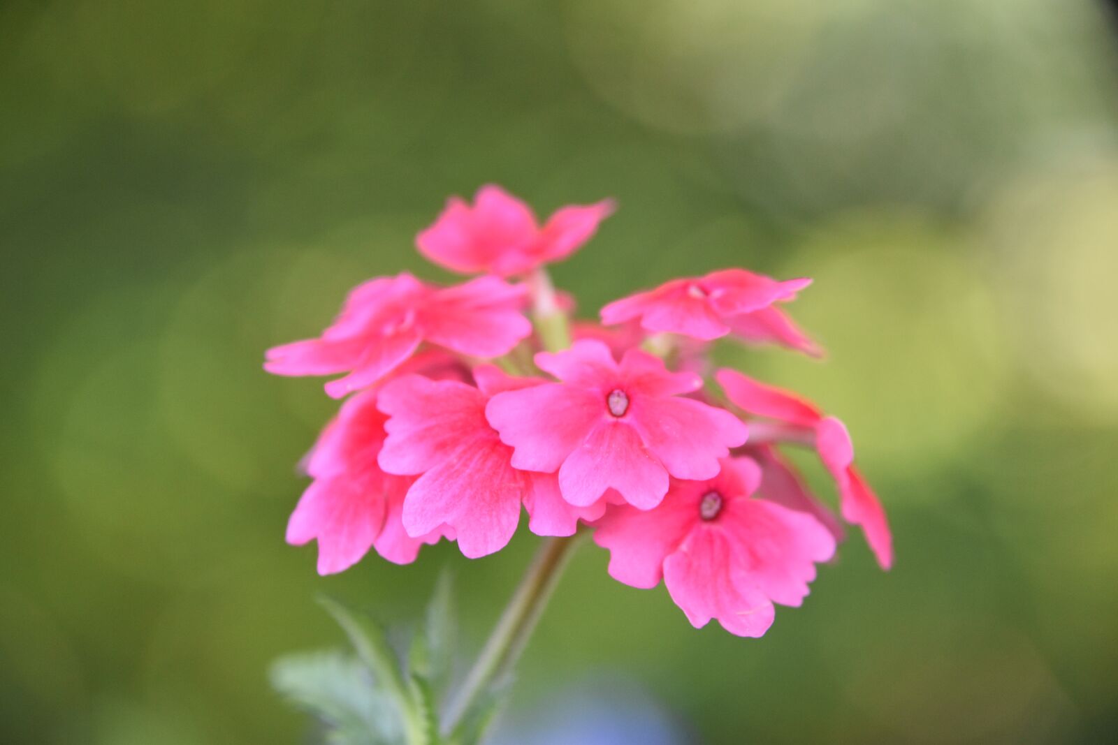 Nikon D5600 sample photo. Flowers, roses, nature photography