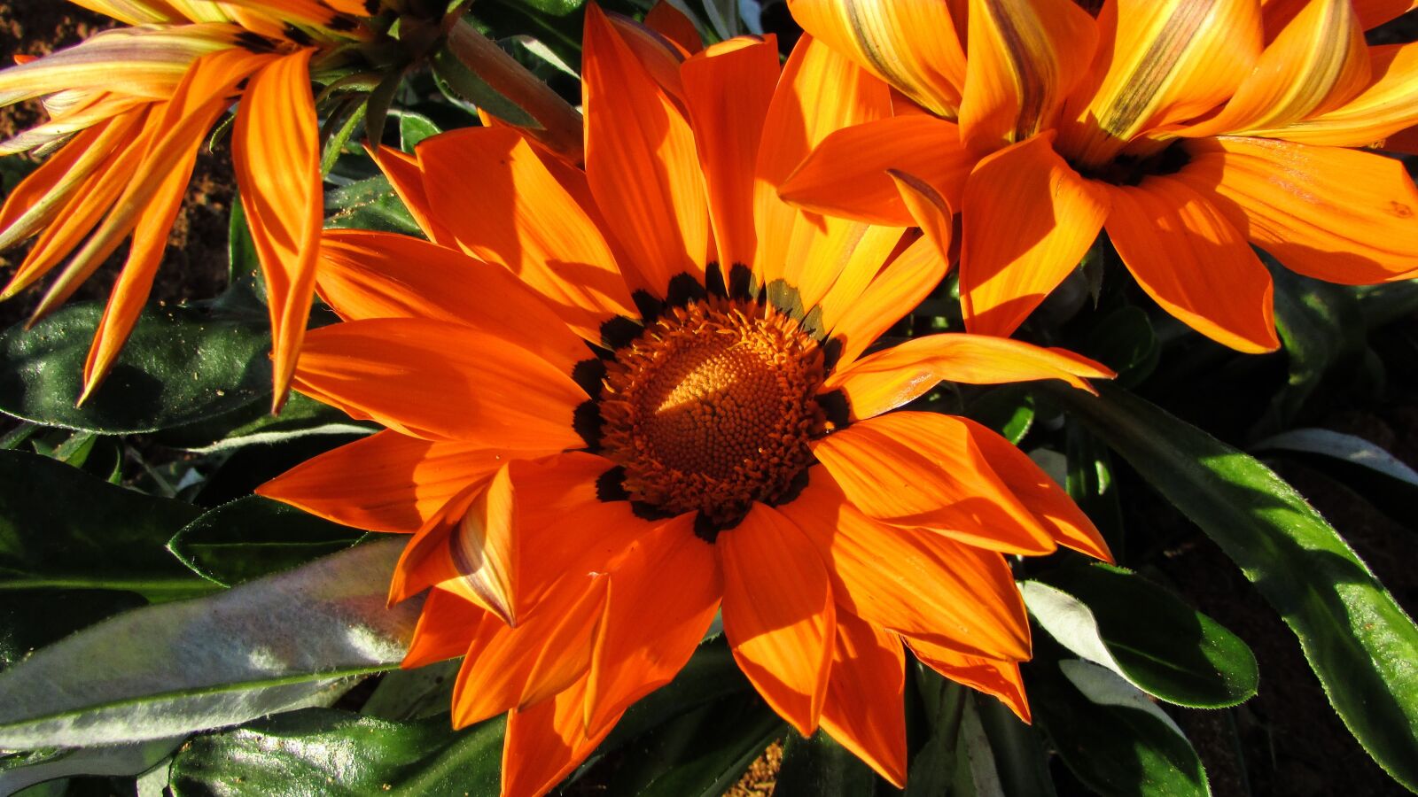 Canon PowerShot SX400 IS sample photo. Cyprus, ayia napa, flowers photography