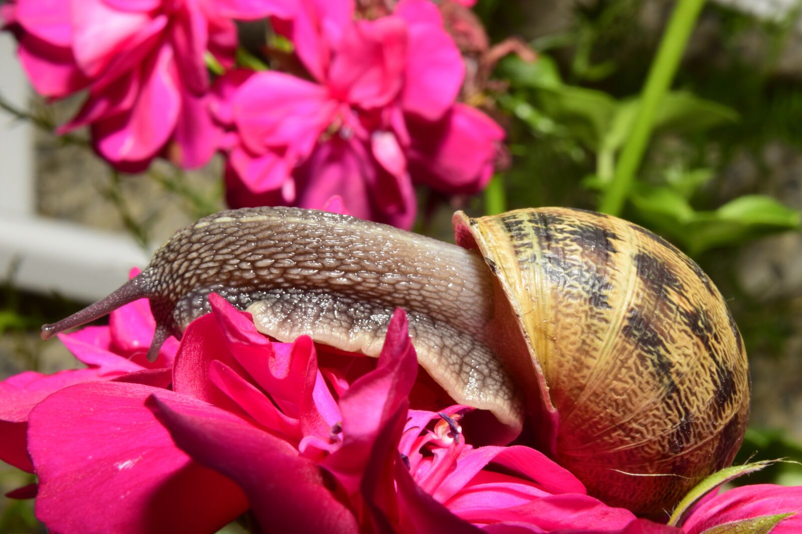 Nikon D5300 sample photo. Snail, clam, shell photography