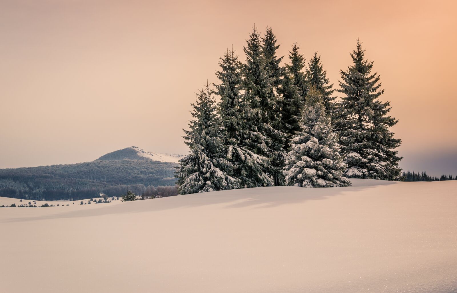Nikon D3300 sample photo. Pine, snow, winter photography