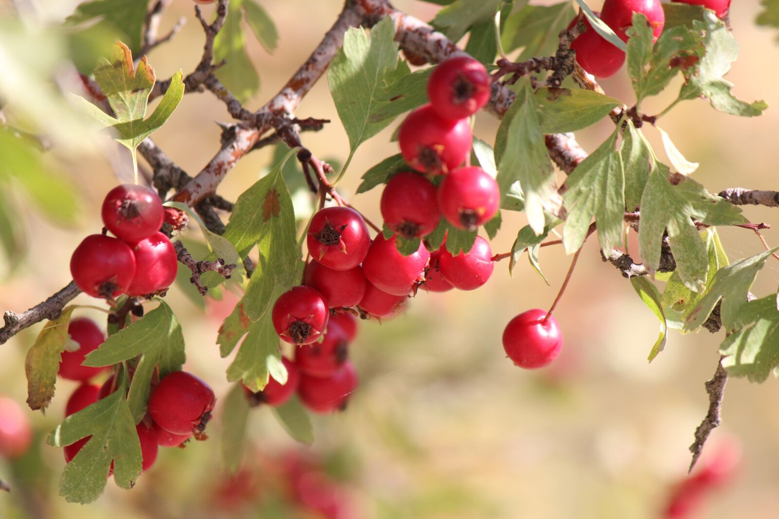 Canon EF-S 55-250mm F4-5.6 IS II sample photo. Hawthorn, mountain fruit, red photography