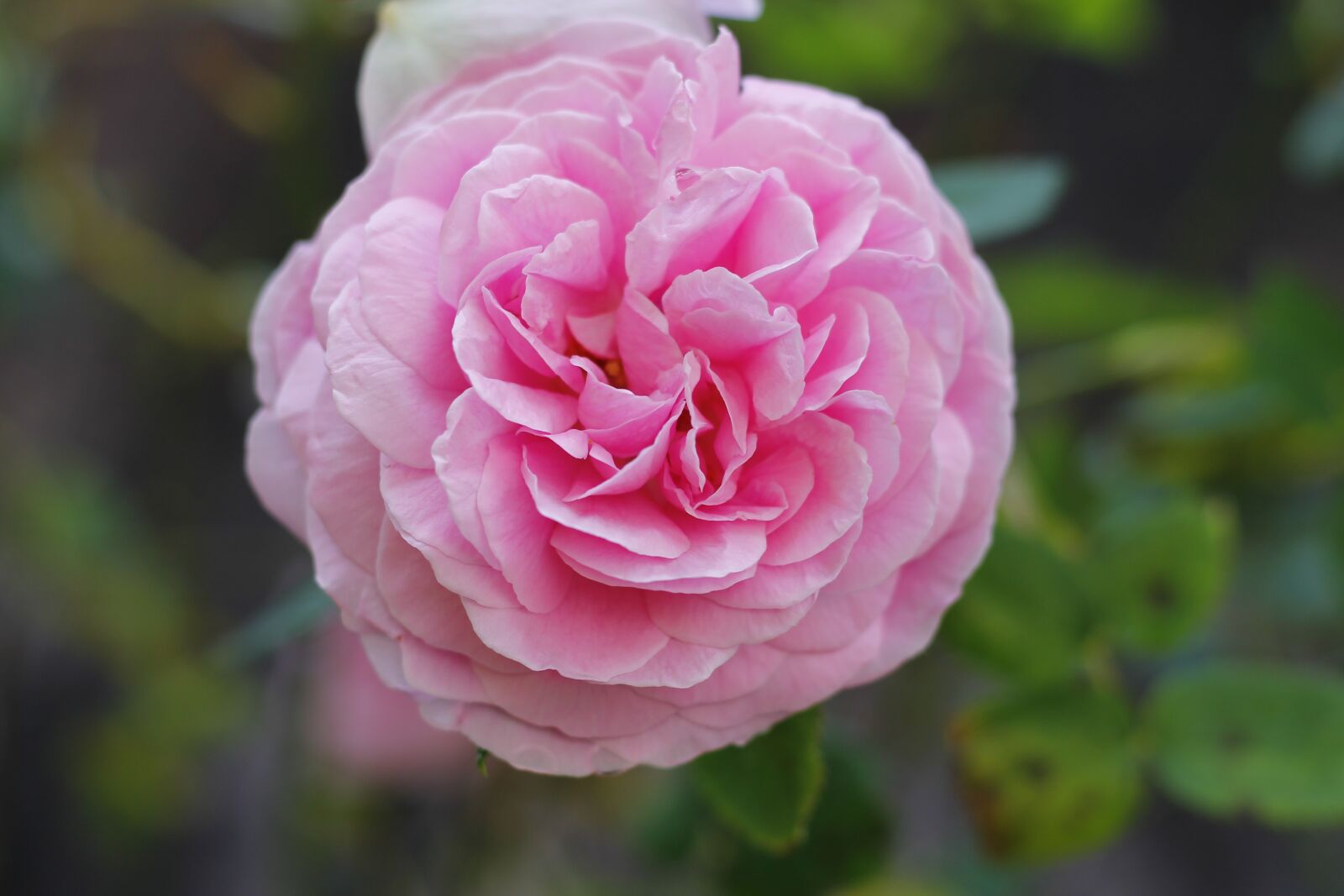Canon EOS 1100D (EOS Rebel T3 / EOS Kiss X50) + Canon EF 50mm F1.8 STM sample photo. Rose, nature, pink photography