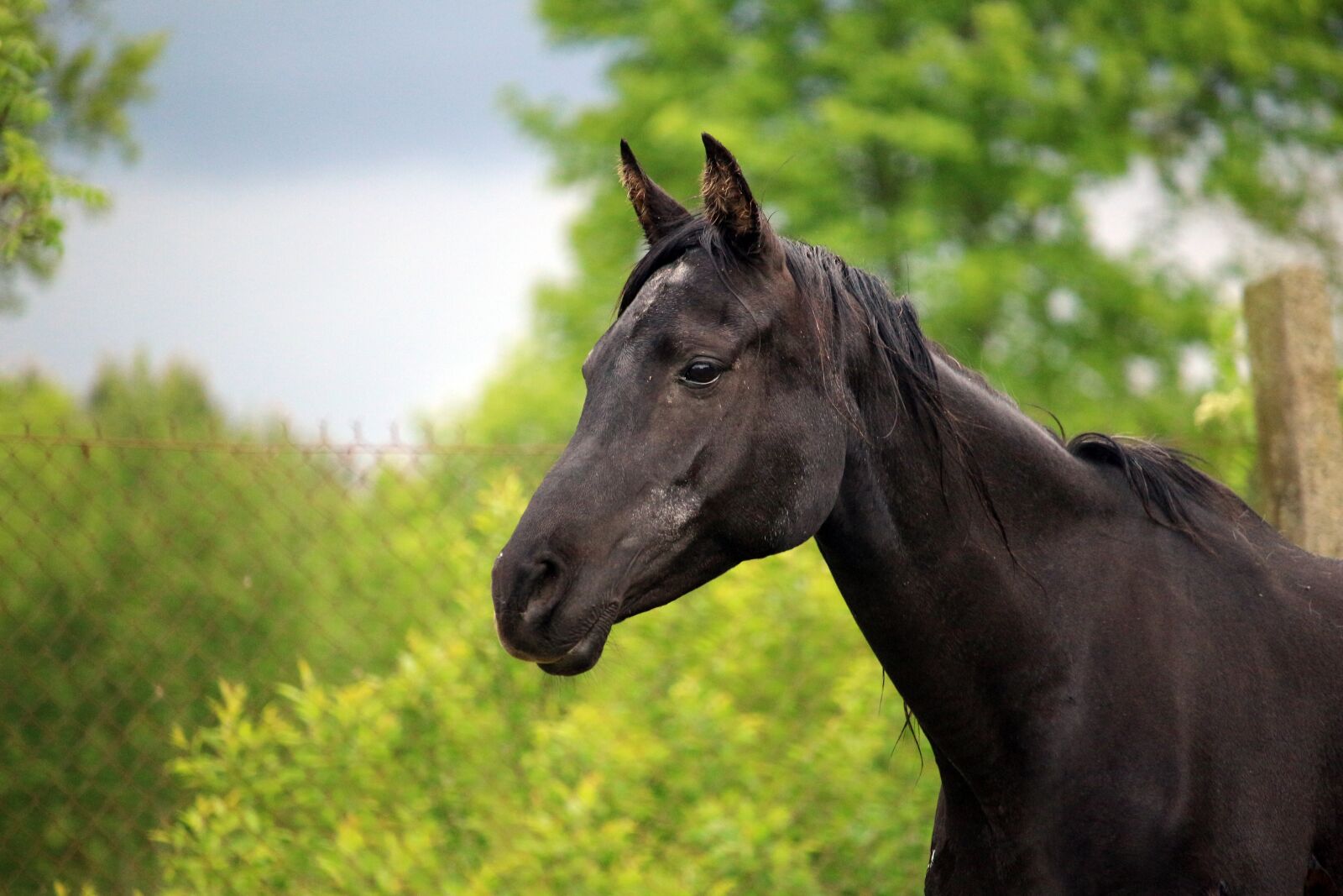 Canon EOS 100D (EOS Rebel SL1 / EOS Kiss X7) sample photo. Horse, rap, mare photography
