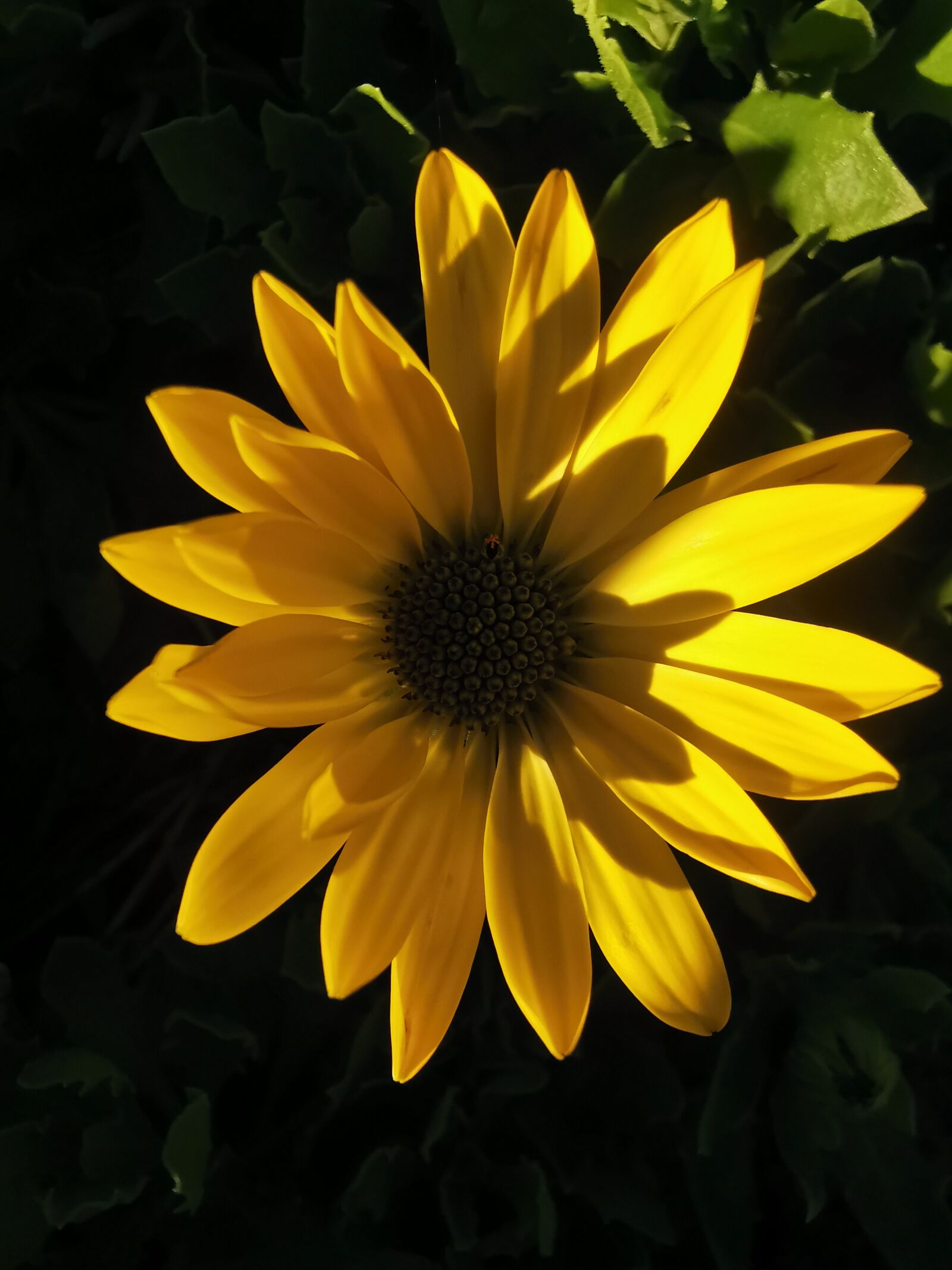 HUAWEI P30 Pro sample photo. Yellow, flower, plants photography