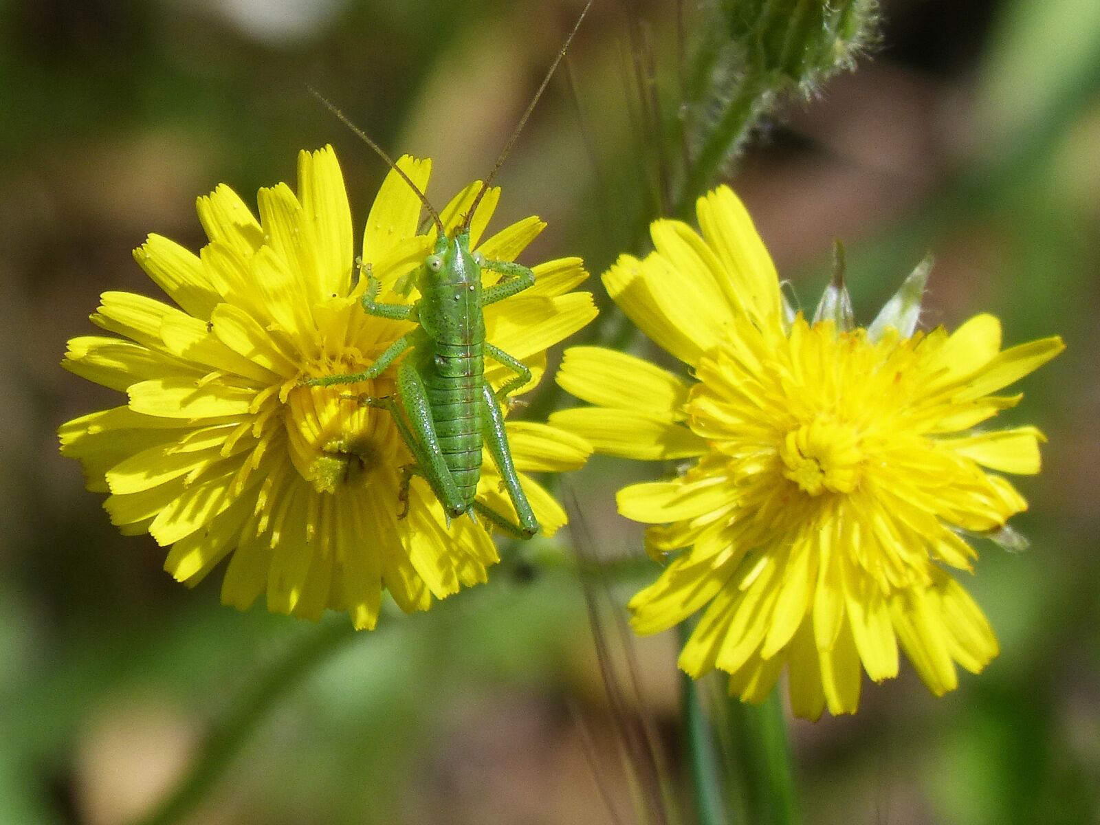 Panasonic DMC-FZ62 sample photo. Tettigonia viridissima, green lobster photography