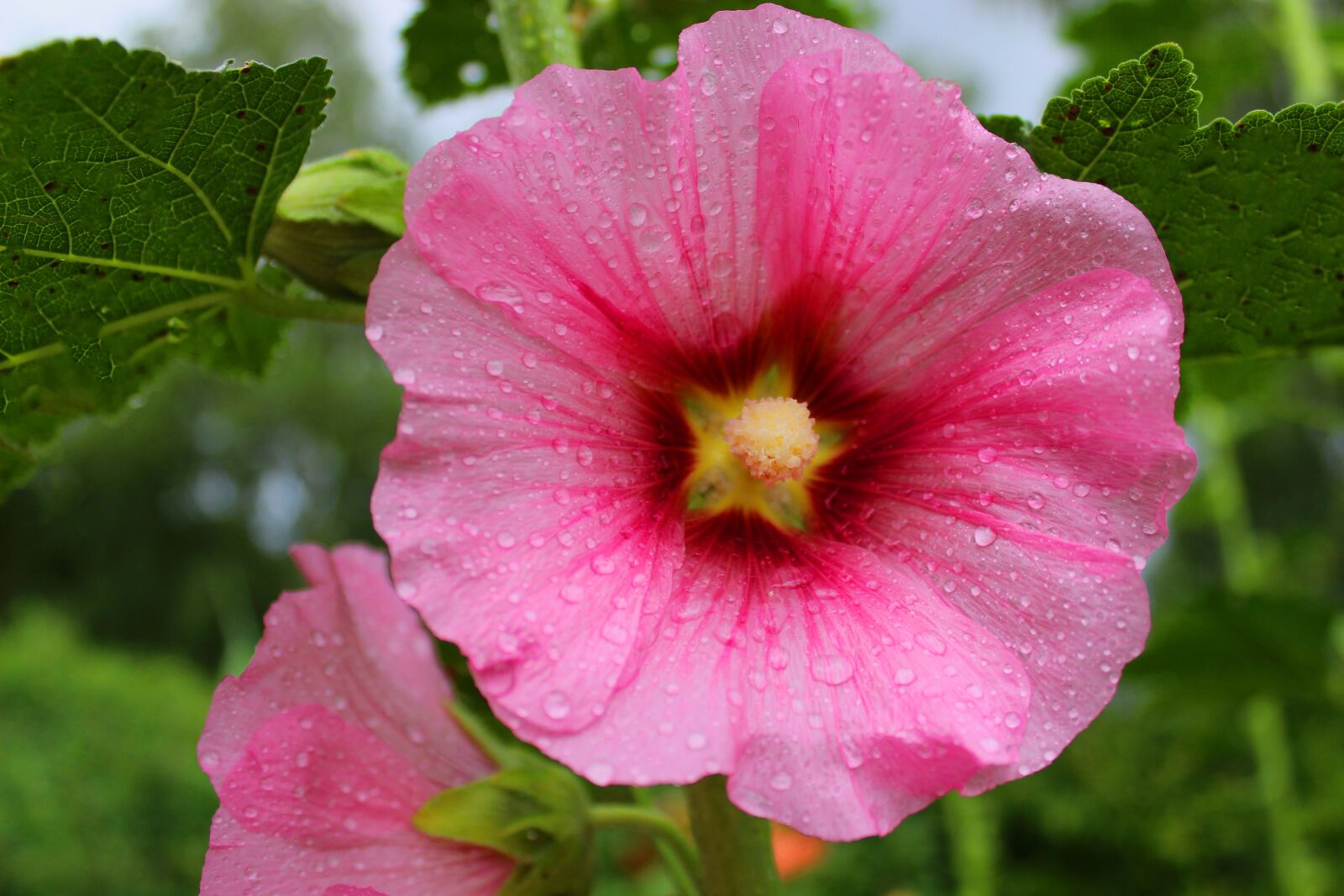 Canon EOS 600D (Rebel EOS T3i / EOS Kiss X5) sample photo. Mallow, stock rose, flower photography