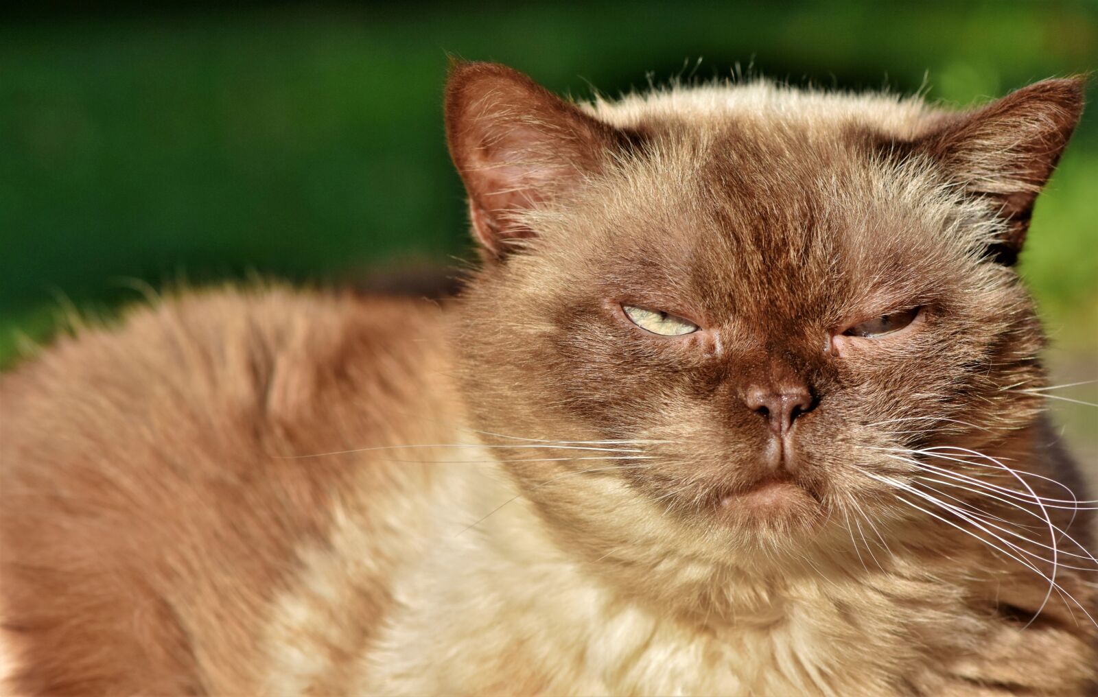 Nikon D7200 sample photo. Cat, breed cat, british photography