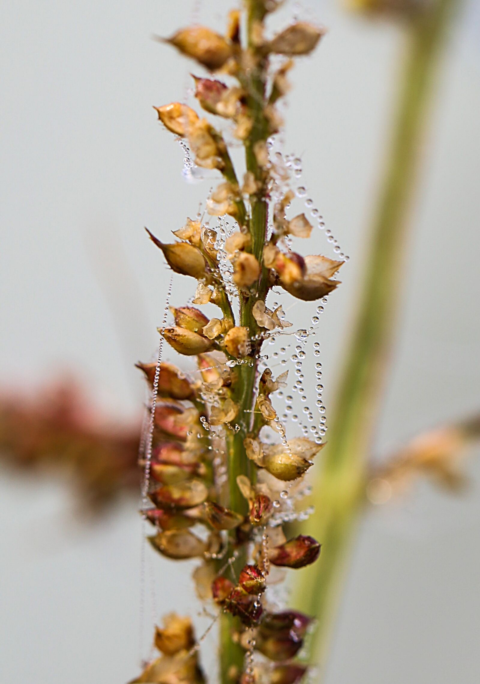 Canon EF 100mm F2.8L Macro IS USM sample photo. Grass, plant, dew photography
