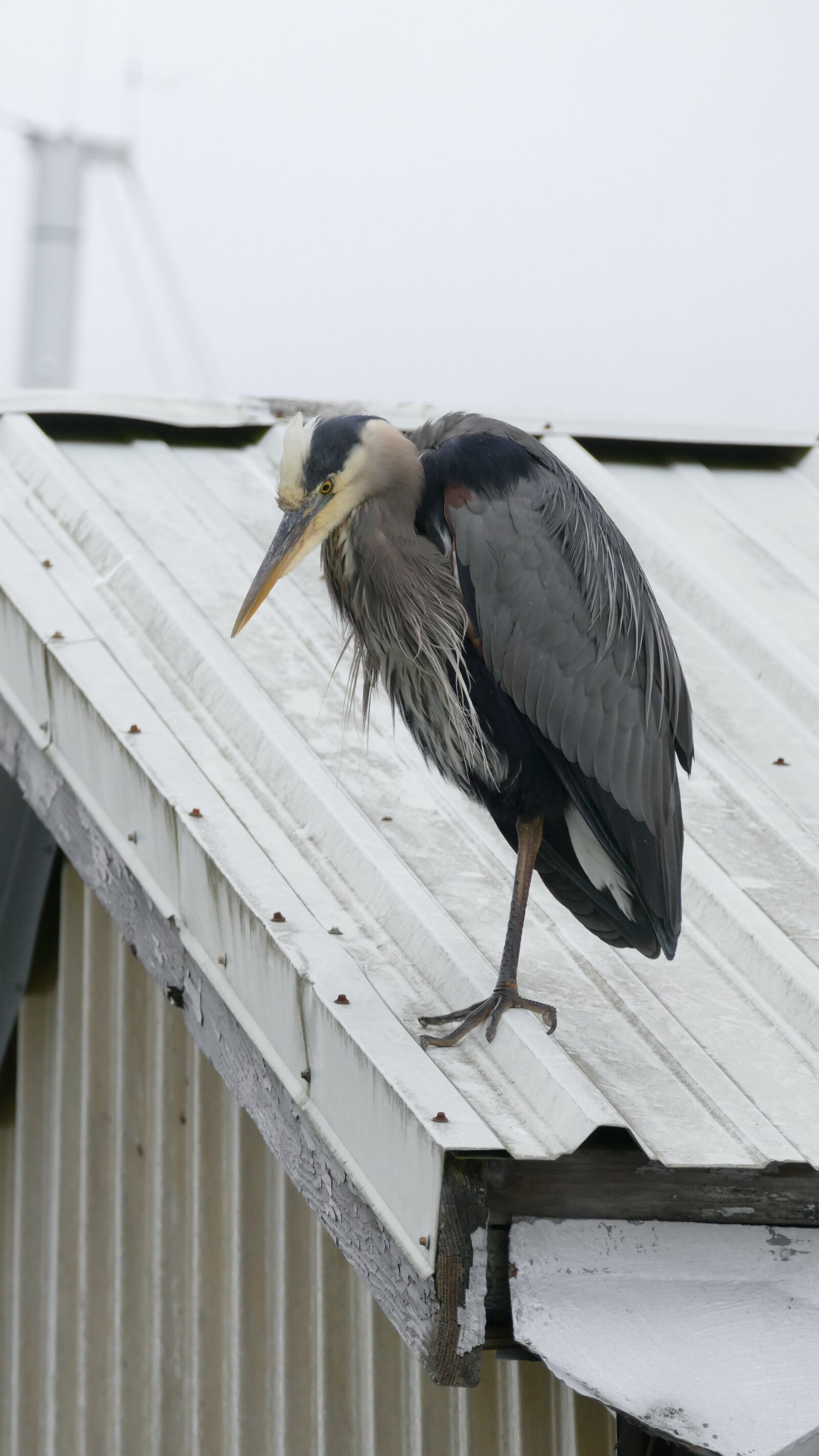 Panasonic Lumix DMC-FZ1000 sample photo. Heron, bird, nature photography