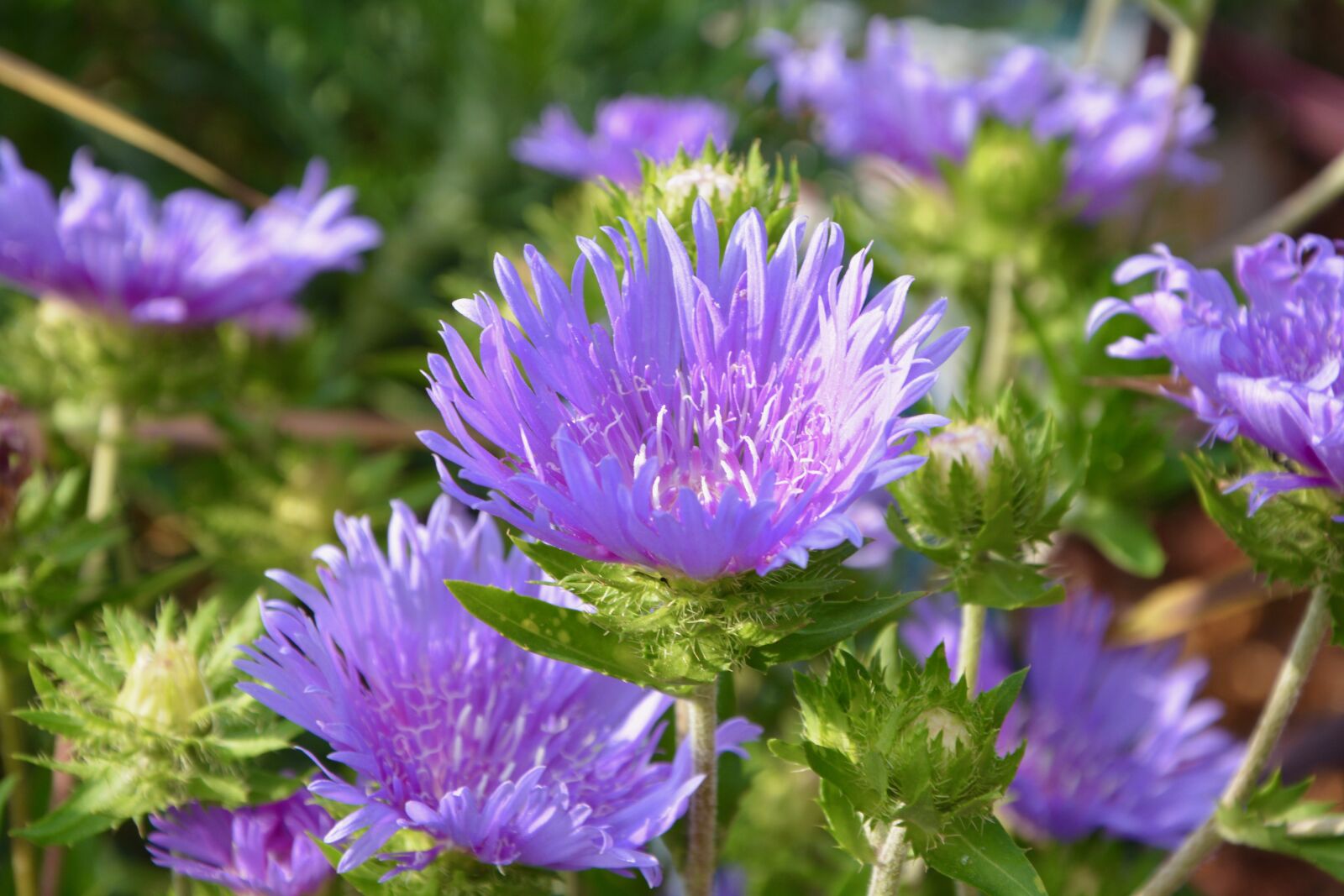 Nikon D5200 sample photo. Flowers, mallows, plants photography