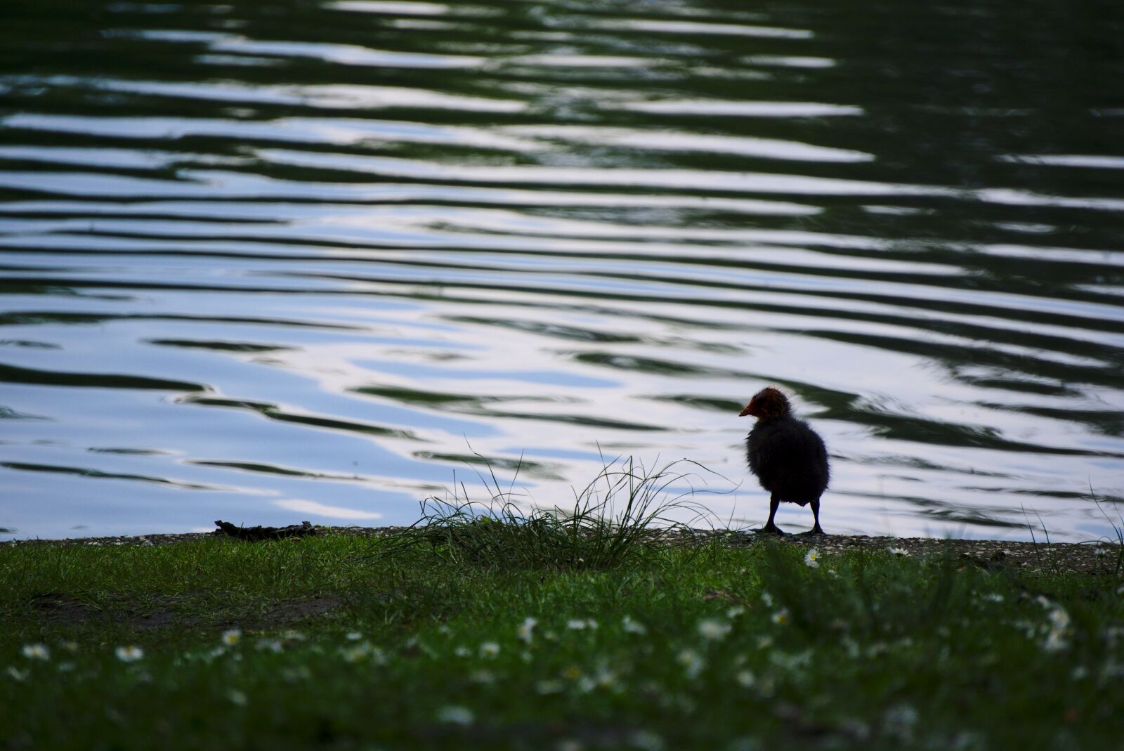 Fledgling